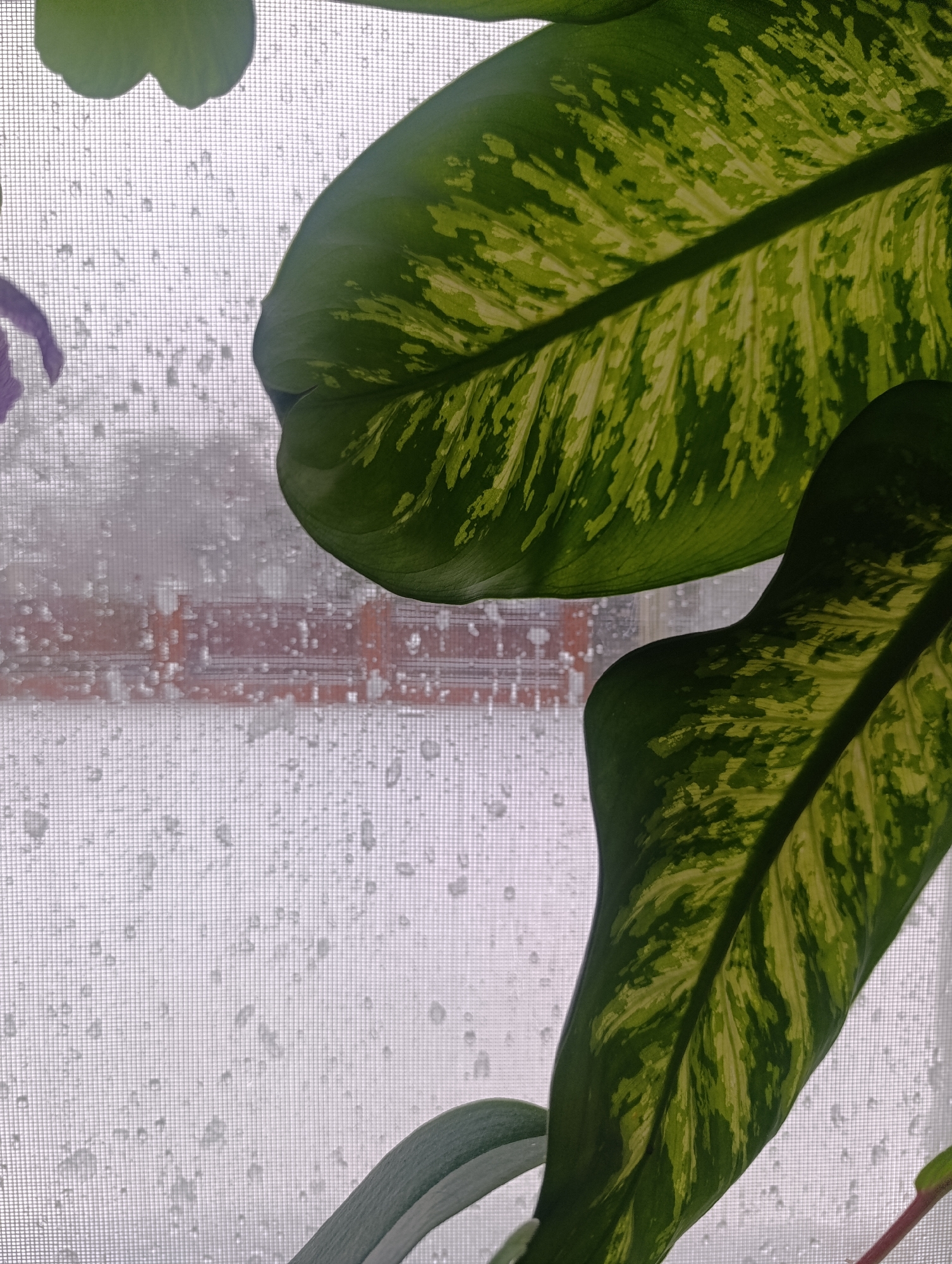 The image shows a view through a window obscured by raindrops, with plant leaves prominently featured in the foreground. The leaves are variegated with shades of green and light yellow or cream. The window has a screen with a fine mesh. Through the raindrops and mesh, a blurry cityscape or building is visible. The location is not discernible from the image.