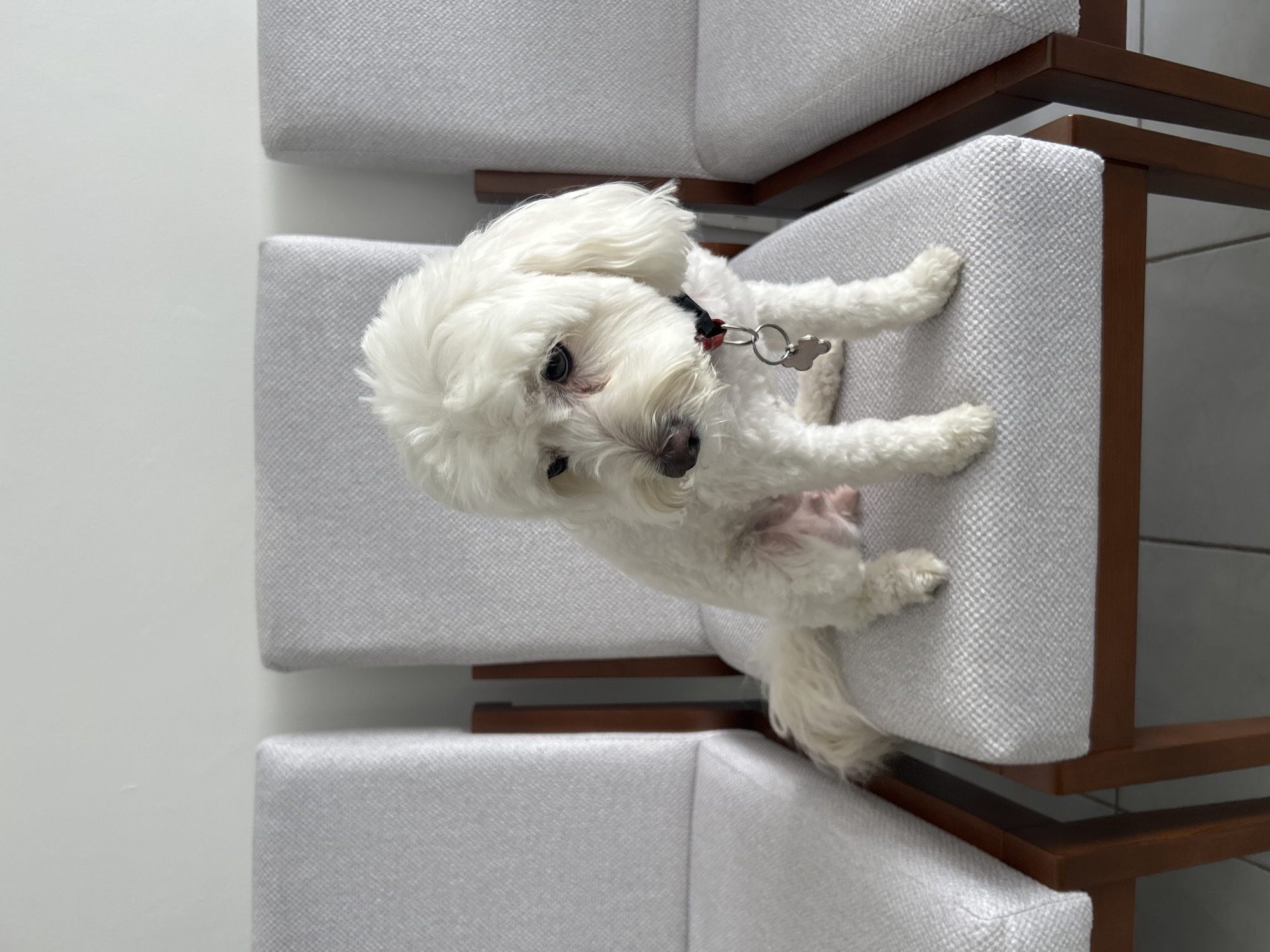 A small, white, fluffy dog, possibly a Maltese, is captured in a bright indoor setting, looking directly at the camera with an attentive and curious expression. The dog is positioned on a distinctive piece of furniture, which appears to be a tiered or stepped seating arrangement. This furniture features light grey, textured fabric cushions set within a dark brown wooden frame, displaying a clean, modern aesthetic. The dog is wearing a dark-colored collar with a metallic ring and a small, light-colored, possibly bone-shaped or key-shaped charm attached. Its head is tilted slightly, and one front paw is raised and rests gently on a higher cushion level. The background consists of a plain white wall, and the overall lighting is bright and even, suggesting a well-lit interior space. No text is visible in the image.