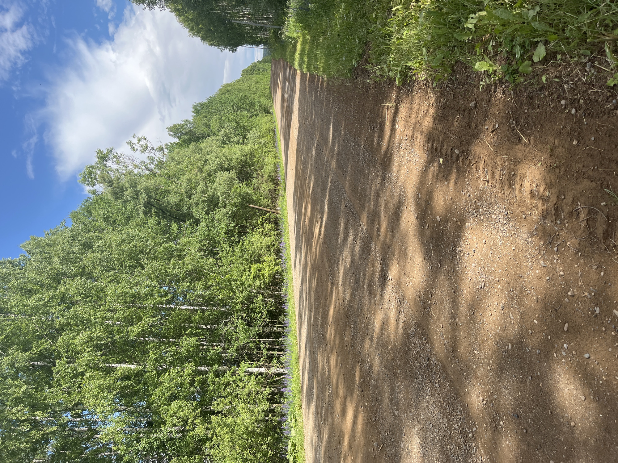 This image depicts a rural dirt road stretching into the distance, flanked by dense green trees on both sides. The road surface is composed of reddish-brown dirt and small stones, with dappled sunlight casting shadows across it. On the left side of the road, a line of purple flowers is visible in the grass. The trees on the left appear to be primarily birch trees with white bark and lush green foliage. On the right side of the road, there is also a line of trees, and the grass appears taller and wilder, with some larger leafy plants. The sky above is a bright blue with scattered white clouds. The scene suggests a summer day in a natural, undeveloped area. The location is identified as being in the city of Nekrasovo, Russia. There are no people or animals visible in the image, nor any man-made structures other than a single wooden post on the left side of the road.