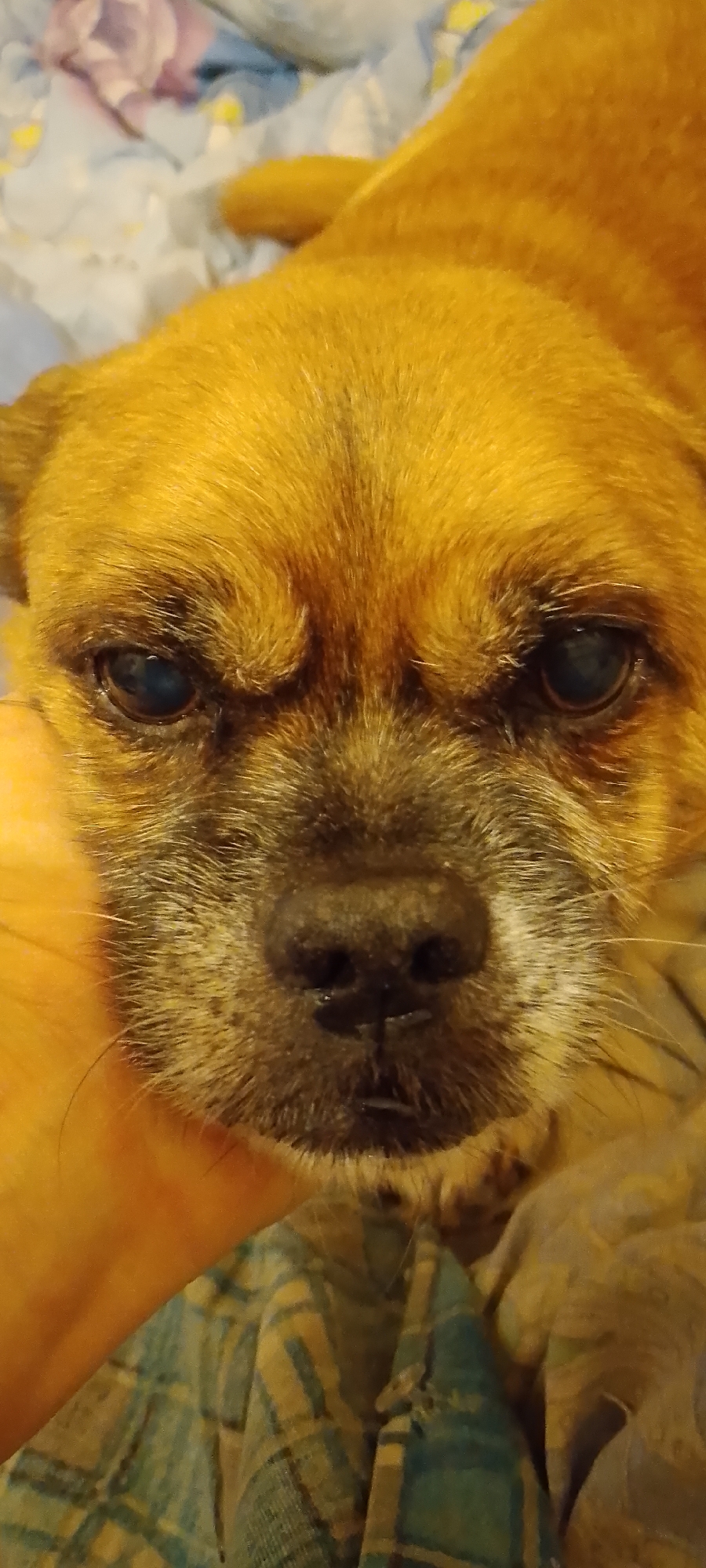 A close-up shot focuses on the face of a small, tan-colored dog, possibly a pug mix, lying down. The dog's eyes are open, and it appears to be looking directly at the camera. Its fur is short and somewhat coarse, with darker shading around its muzzle and eyebrows. The dog's nose is black and wet. A human hand is visible on the left side of the frame, gently holding the dog's cheek. The background consists of soft, patterned fabric, appearing to be bedding, with colors of blue, yellow, and white. The lighting is warm, suggesting an indoor setting. No specific location in Belgorod, Russia, can be determined from the image.
