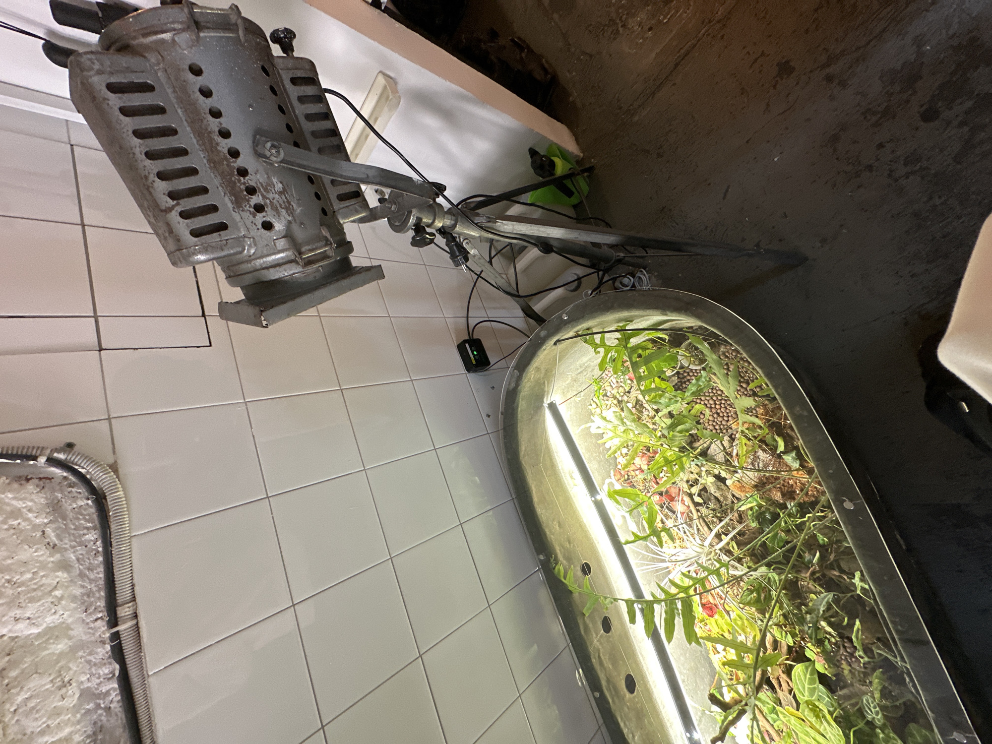 An overhead shot captures a terrarium with lush green plants, illuminated by a bright light bar. A vintage metal spotlight, positioned on a tripod, shines down on the terrarium, its metallic casing showing signs of age and use. The scene is set against a backdrop of white tiled walls and a dark floor. The image appears to be taken indoors, possibly in a studio or a dedicated space for plant cultivation. No individuals are visible in the frame. The overall impression is one of a well-maintained, creative setup for plant enthusiasts. The location in Saint Petersburg, Russia, is not discernible from the visual elements in the image.