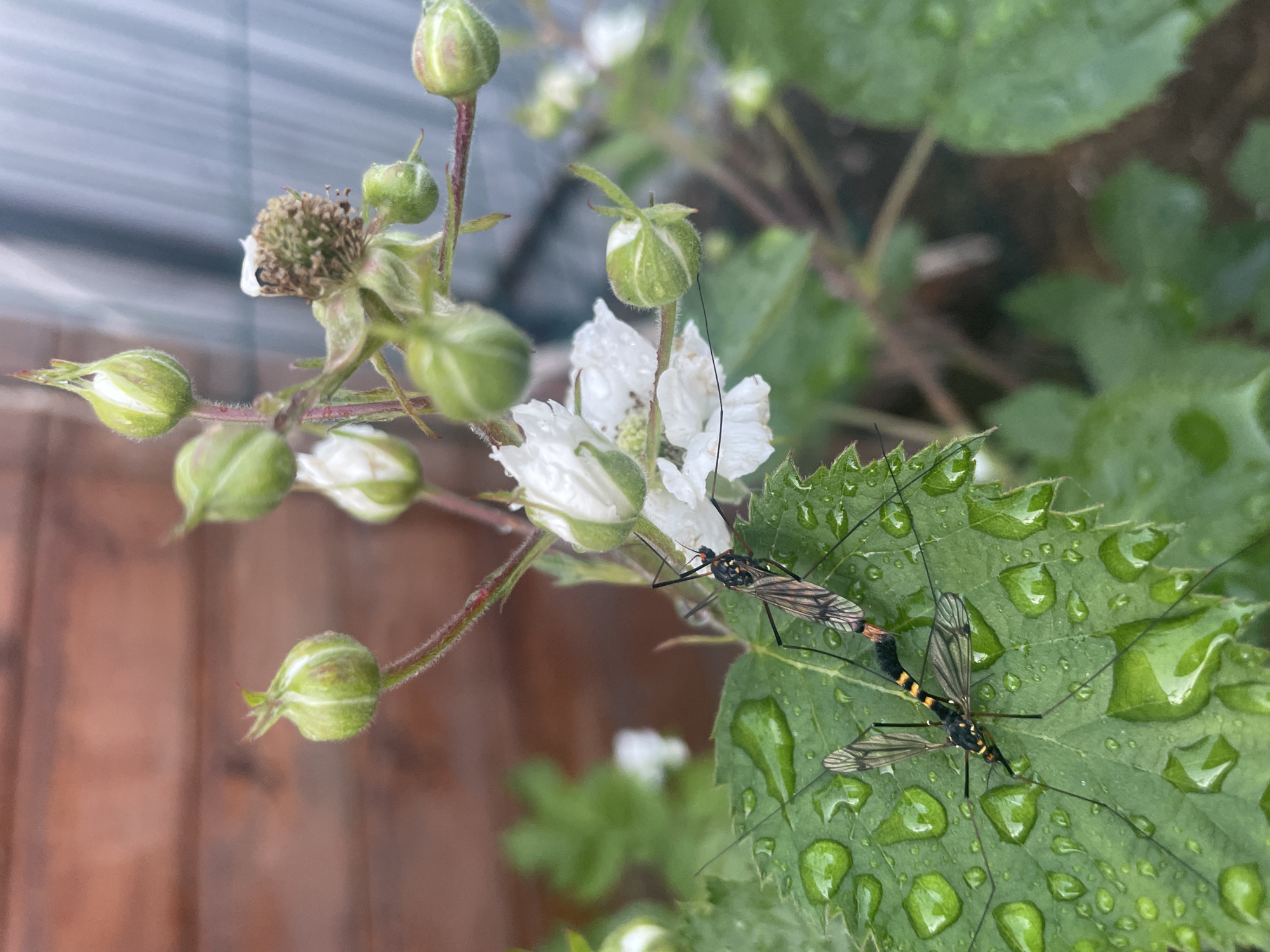 Two crane flies are positioned on a large, dew-covered green leaf. The leaf is in the foreground of the image, with a blurred background of white flowers, green buds, and a wooden fence. One crane fly is slightly above and to the right of the other, and both appear to be facing in the same direction, towards the top right of the frame. The crane flies have long, slender legs and bodies, with patterned wings. The dew drops on the leaf reflect the light. The overall scene suggests an outdoor environment, likely a garden or natural setting. The image is captured in Aropakkuzi, Russia.