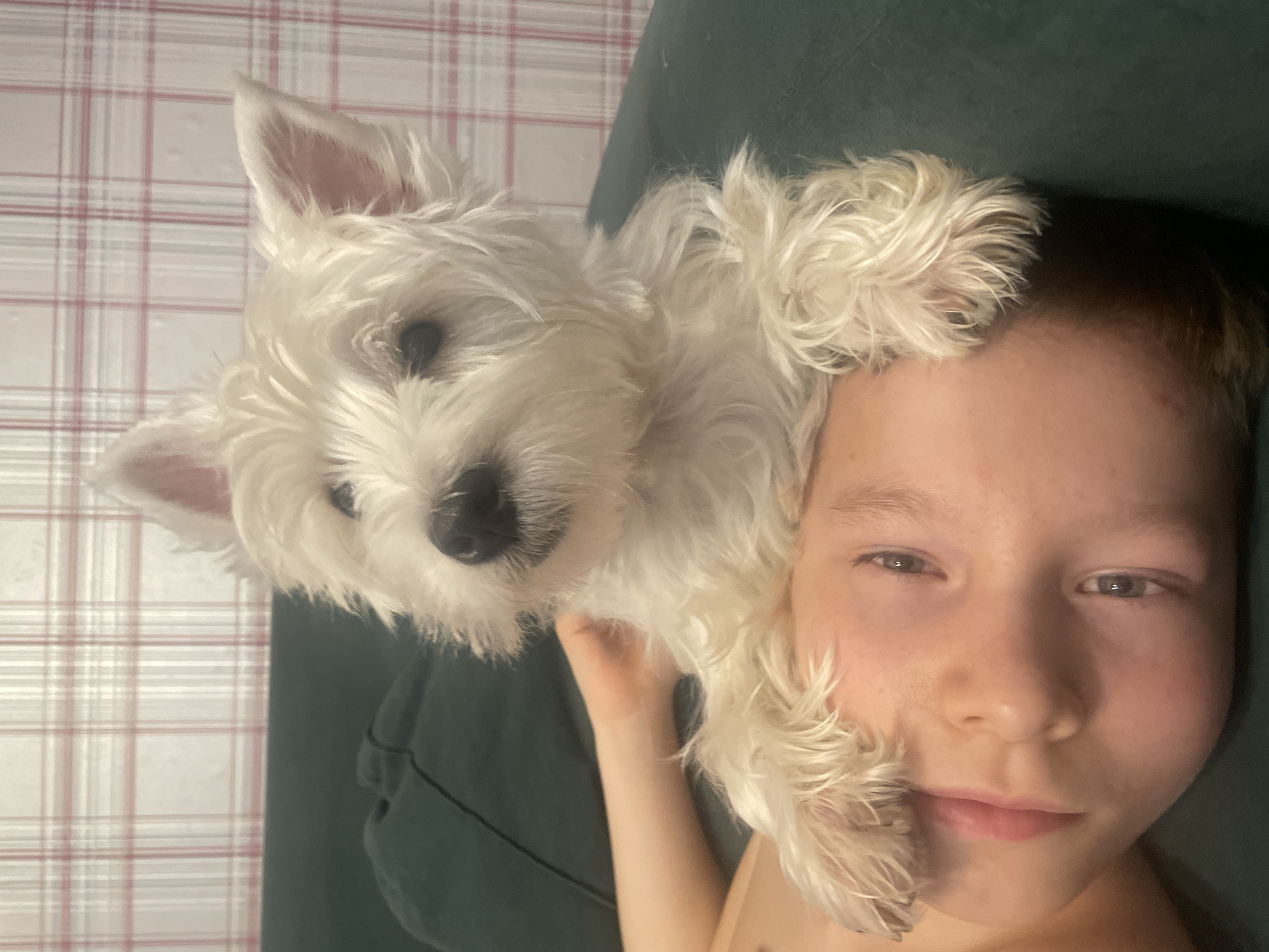 A vertical, eye-level shot captures a young child and a white West Highland White Terrier puppy snuggling closely indoors in Samara, Russia. The image is taken from a slightly upward angle, showing both subjects looking towards the camera.
The child, positioned on the right side of the frame, has light brown hair, fair skin with some freckles, and light-colored eyes. Their expression is calm and neutral, with a slight hint of a smile. They appear to be lying on a dark green couch or cushion, which forms the background behind their head and shoulders. Their left arm is visible, extended towards the dog.
The white, fluffy Westie puppy is nestled against the child's head and face, with its body largely out of frame to the left. Its soft, white fur contrasts with its dark, round eyes and black nose, which are clearly visible. The puppy's ears are perked up, and its expression is gentle and curious, suggesting contentment. Part of its fur spills onto the child's face, creating an intimate, tender moment.
The background on the left side of the image features a wall covered in light-colored, possibly white or cream, plaid wallpaper with faint red grid lines. The lighting appears soft, indicating an indoor setting, likely daytime but without direct sunlight. There is no visible text in the image. The overall mood of the photo is one of warmth, affection, and companionship between the child and the puppy.