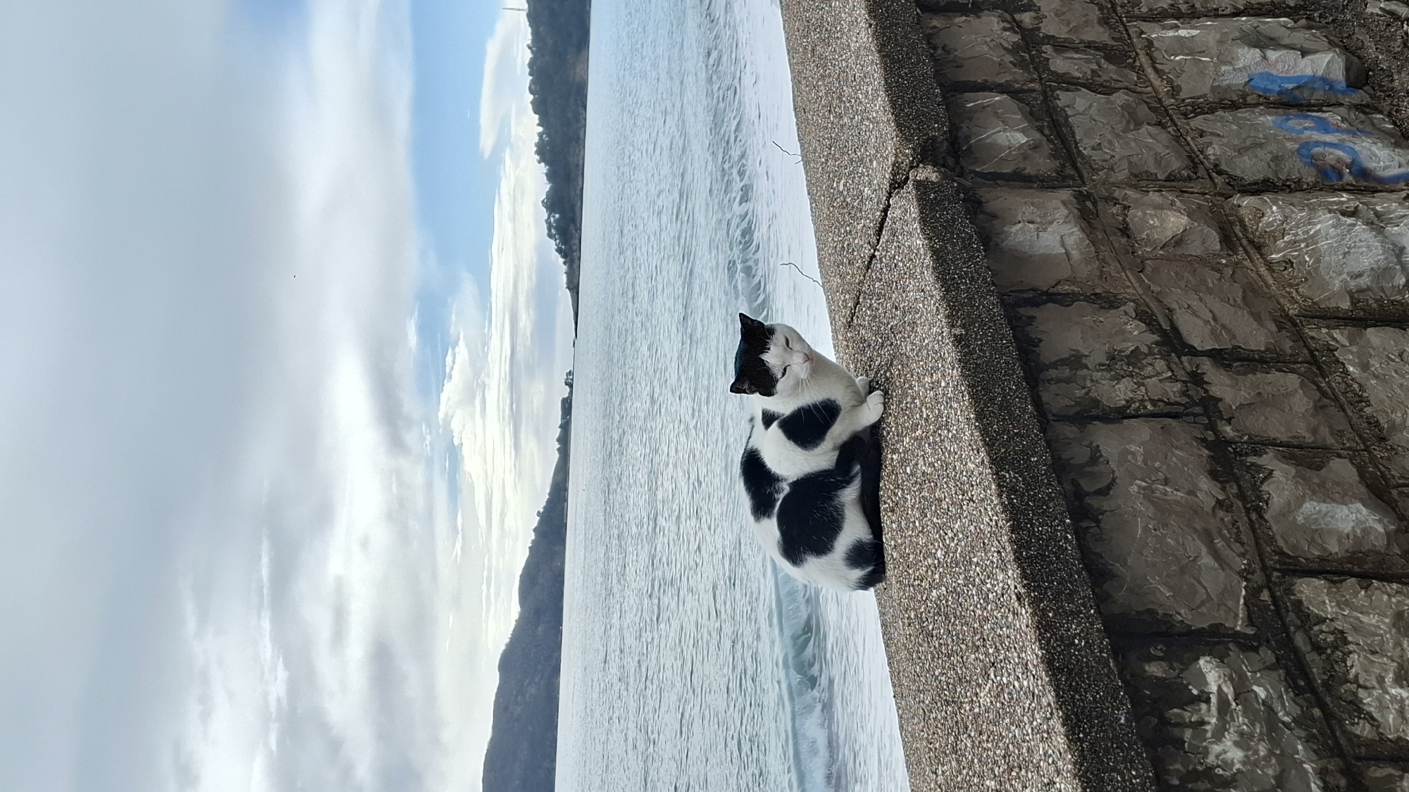 A black and white domestic cat is seated on a concrete retaining wall, positioned in the lower-middle section of the image. The cat, predominantly white with irregular black patches, features a black "cap" on its head and appears to be looking slightly towards the viewer with partially closed eyes. The wall's top surface is composed of textured grey aggregate, while its vertical face consists of rough-hewn grey stone blocks. Blue graffiti is visible on the lower right portion of the stone wall.
Behind the wall, a body of water, consistent with the Adriatic Sea within a bay, extends across the midground, exhibiting gentle waves. In the background, vegetated hills or mountains frame the bay on both the left and right sides. The sky above is largely overcast with grey and white clouds, interspersed with patches of light blue. A small, dark, unidentified object is visible in the upper central sky. This coastal scene is located in Budva, Montenegro.