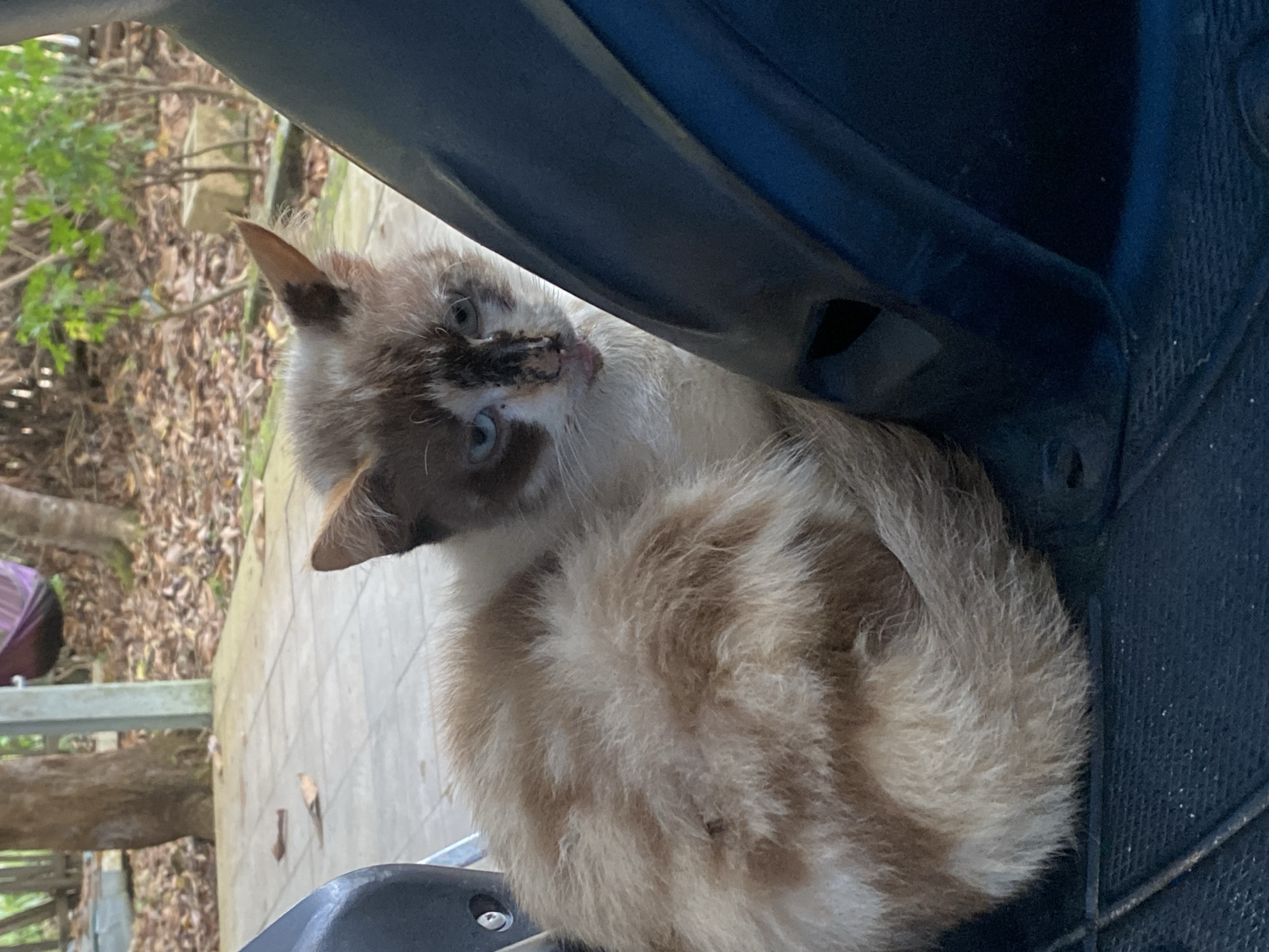 A cat with mottled brown and white fur and blue eyes is curled up in the seat of a dark blue scooter. The cat appears to be unwell, with matted fur and a dirty face. The scooter is parked outdoors on a paved area, with trees and foliage visible in the background. The scene is likely in Banjarbaru, Indonesia, as indicated by the request.