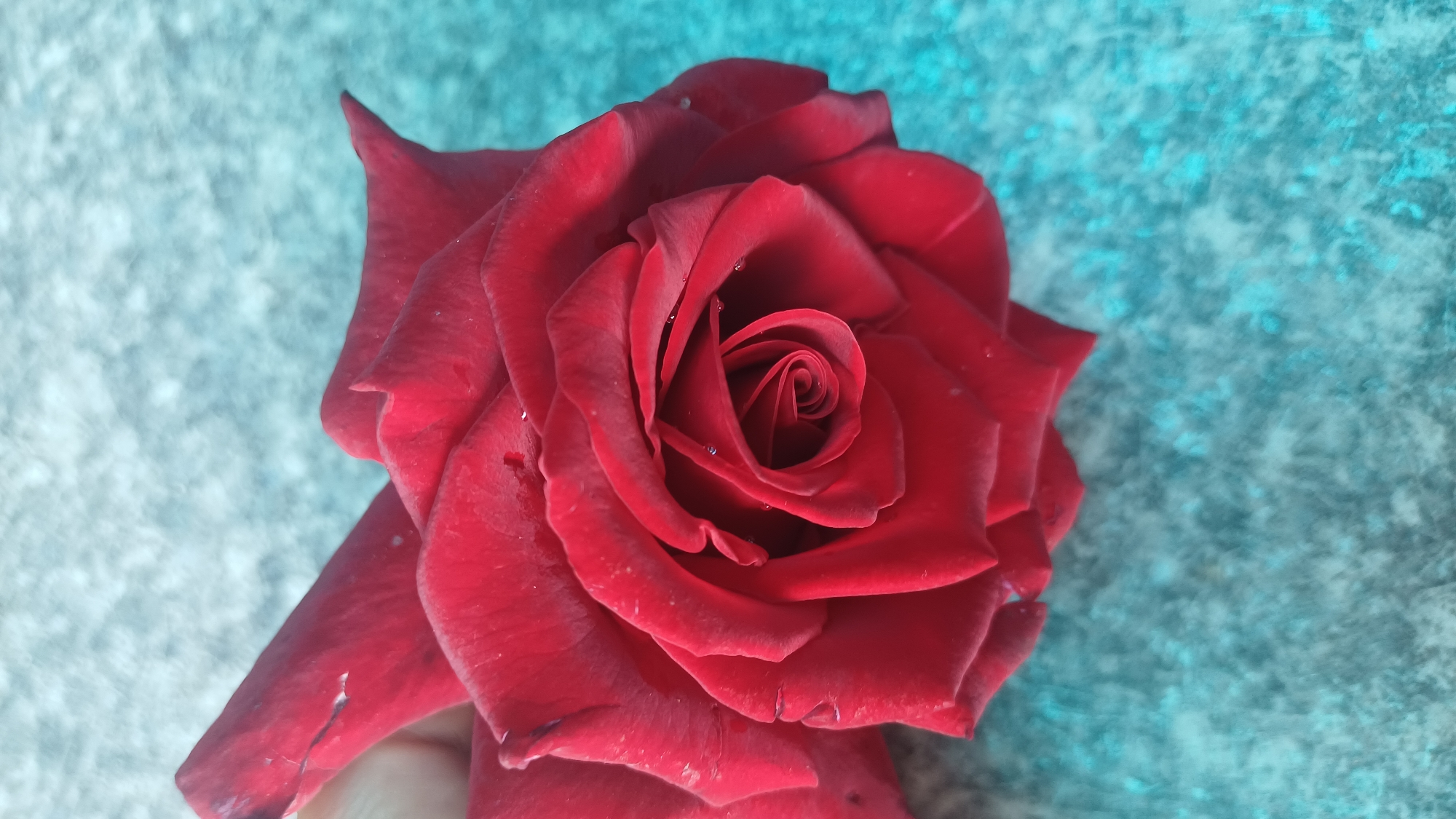 A close-up, high-angle shot captures a deep red rose against a textured, light blue background. The rose is in full bloom, with its petals unfurling in a spiral pattern towards the center. Tiny water droplets are visible on some of the petals, suggesting recent watering or dew. The background appears to be a rough surface, possibly concrete or stone, with a slightly mottled texture and color variations. The lighting is soft, creating subtle shadows that enhance the three-dimensional form of the rose. The image does not depict any specific location within the city of Кашат, Kyrgyzstan, nor does it contain any people or actions.