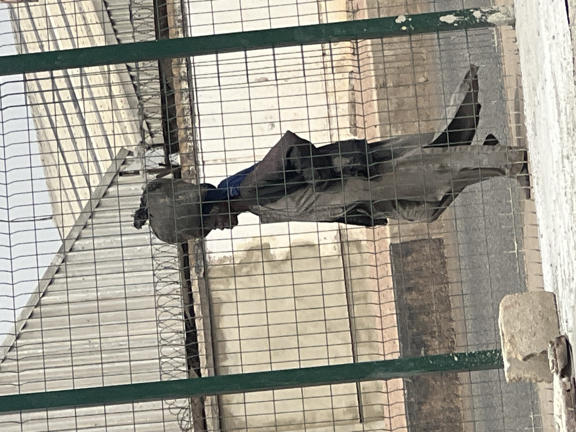 A person wearing dark clothing and a hat lies on a structure behind a wire fence. The location is possibly Barakin Lerawi, Nigeria. The background shows buildings and structures, some with corrugated metal. The person's position suggests they might be sleeping or resting.