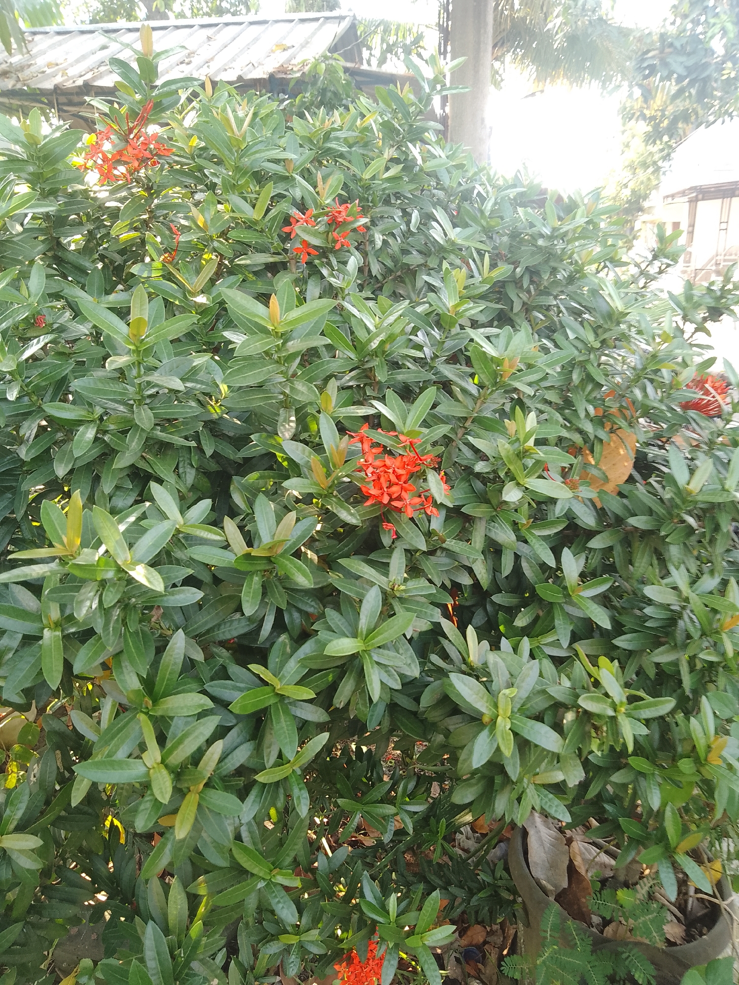 The image displays a close-up, eye-level view of a vibrant, green Ixora bush laden with clusters of small, bright orange flowers. The foliage is dense and healthy, with pointed, oval-shaped leaves. Sunlight filters through the leaves, creating dappled light and shadow effects. In the background, hints of a building with a corrugated metal roof and a concrete pillar are visible, suggesting an outdoor setting, possibly a garden or yard. The presence of a worn, dark-colored pot at the bottom right of the frame further indicates a cultivated environment. There are no people or animals present in the image, and no specific actions or interactions are depicted. The scene is static, focusing entirely on the plant. The visual information is consistent with a location in Jonggol, Indonesia, a region known for its lush vegetation and tropical climate, which would support the growth of such flowering shrubs.