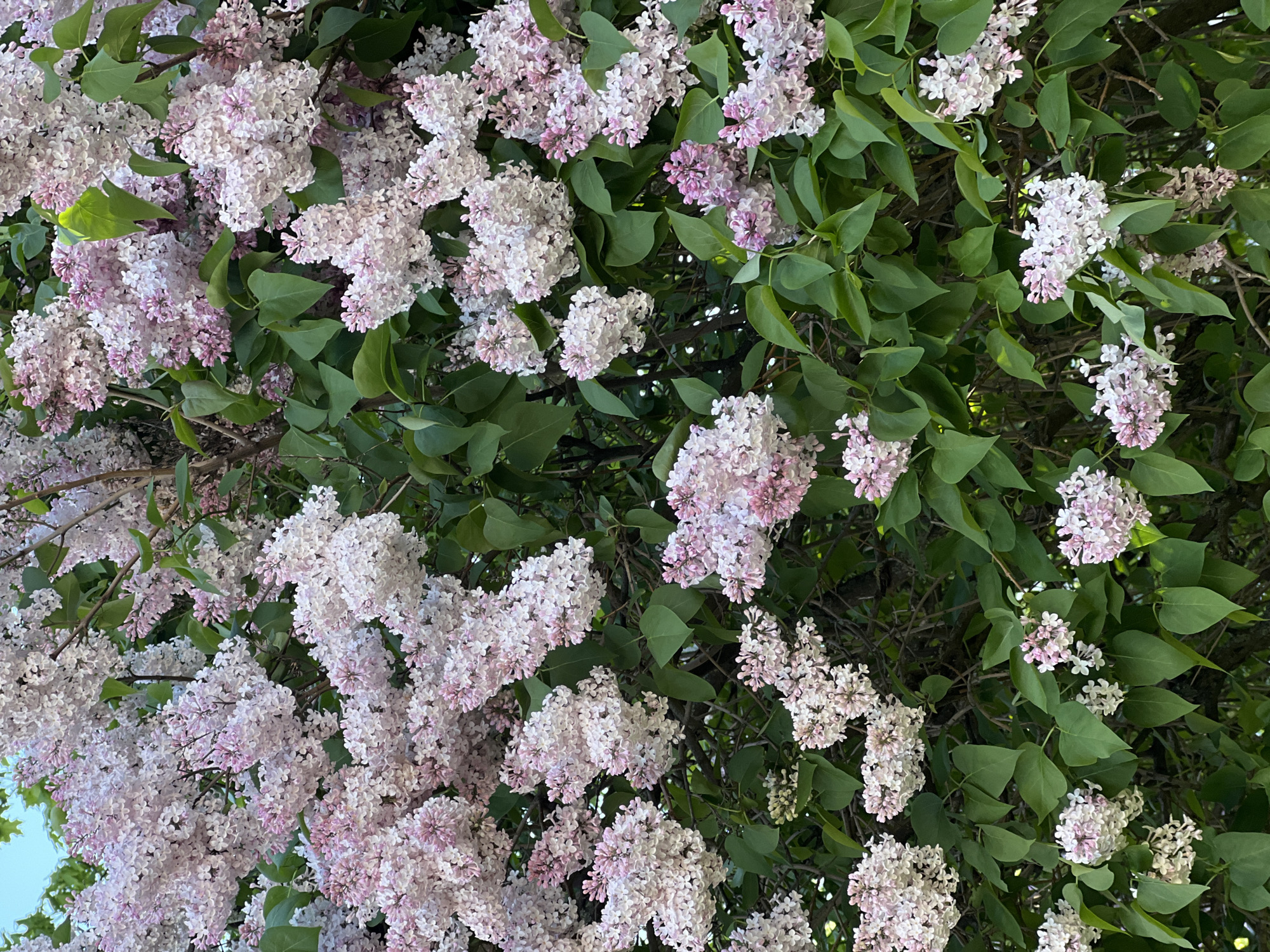 The image shows a profusion of blooming lilac bushes. The flowers are a pale lavender color, clustered in dense bunches, and intermixed with green leaves. The overall composition is dominated by the flora, with only a small patch of pale blue sky visible in the lower-left corner. It is not possible to identify the city as Saint Petersburg, Russia, from the visual information alone. There are no people, specific objects, actions, or interactions visible in the image.