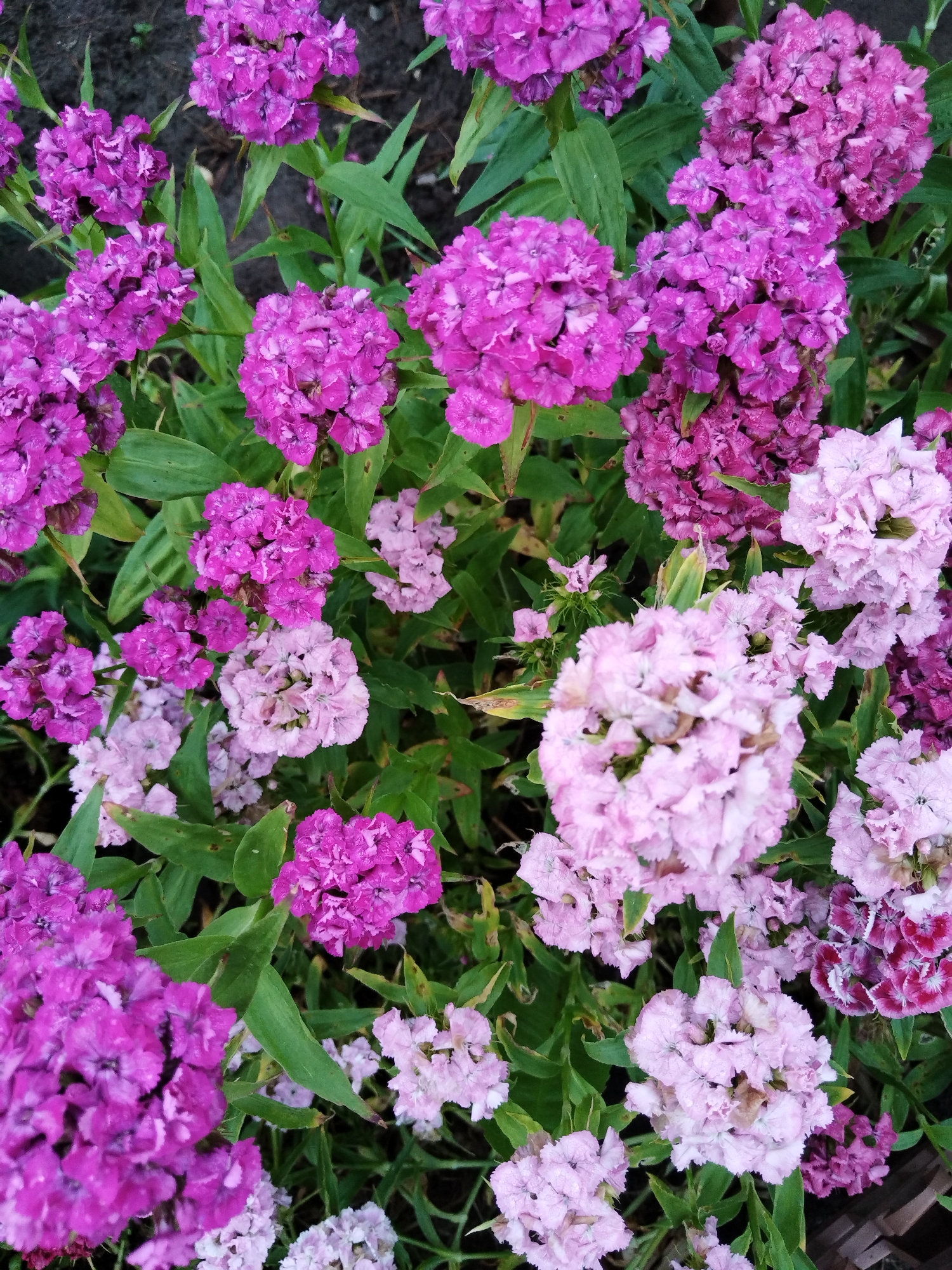 The image shows a cluster of pink and purple dianthus flowers with green foliage. The flowers are in full bloom and appear to have been recently watered, as evidenced by water droplets on the petals. The background consists of dark soil, suggesting the flowers are planted in a garden bed. There are no people or animals visible in the image. The scene depicts a natural outdoor environment, typical of a garden in Losino-Petrovsky, Russia, or similar temperate climates during the blooming season. The lighting suggests it is daytime, with soft diffused light.