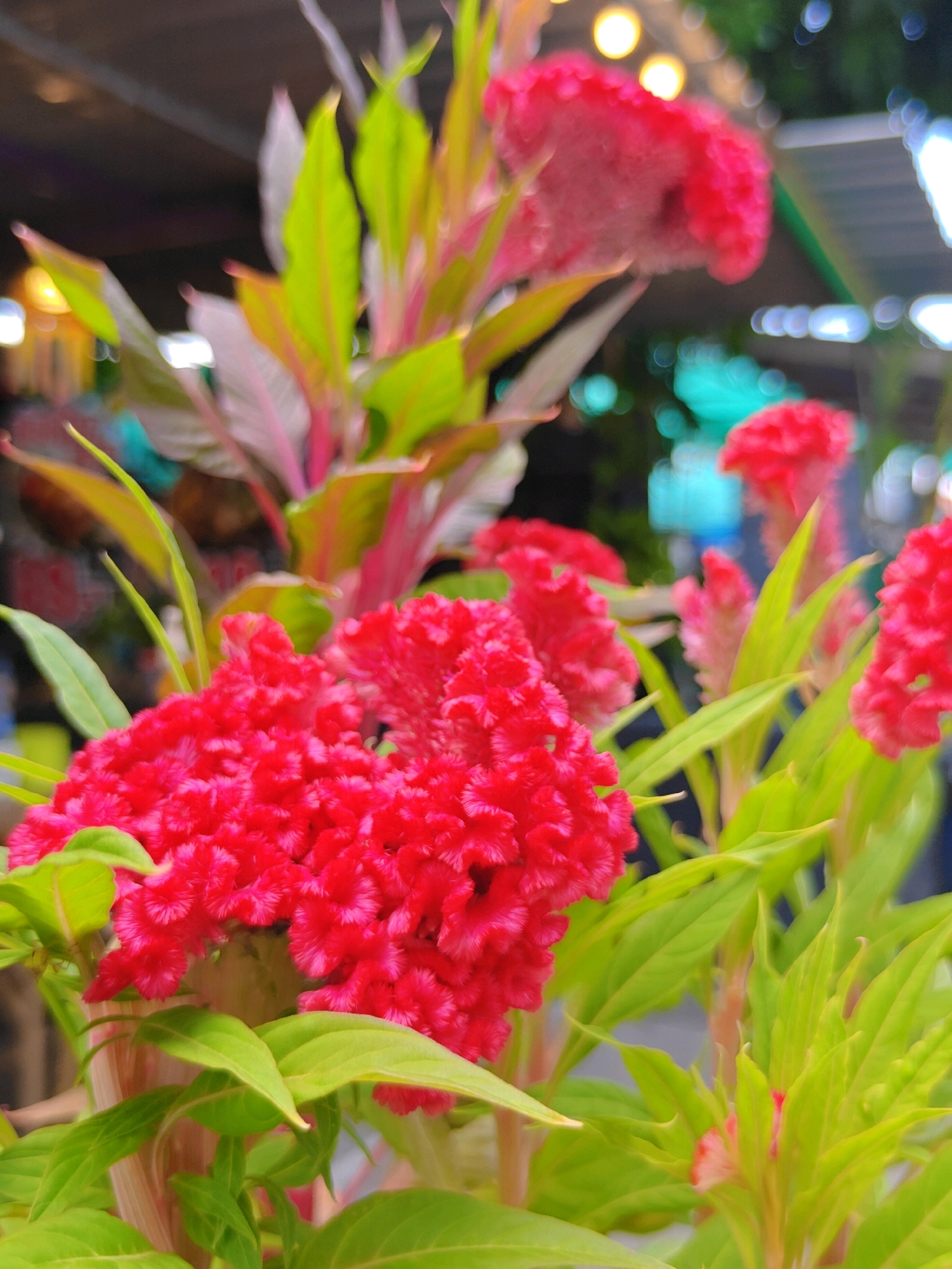 The image displays a close-up view of bright red cockscomb flowers (Celosia cristata) in full bloom. The flowers are textured and ruffled, with a velvety appearance. They are interspersed with vibrant green leaves and stems, some of which have reddish-purple hues. In the background, there are blurred elements suggesting an outdoor setting, possibly a market or street, with out-of-focus lights and structures. The overall impression is one of lush, colorful floral display. The provided context of Phra Nakhon Si Ayutthaya City Municipality, Thailand, implies this scene is likely found within a garden, park, or marketplace within that region.