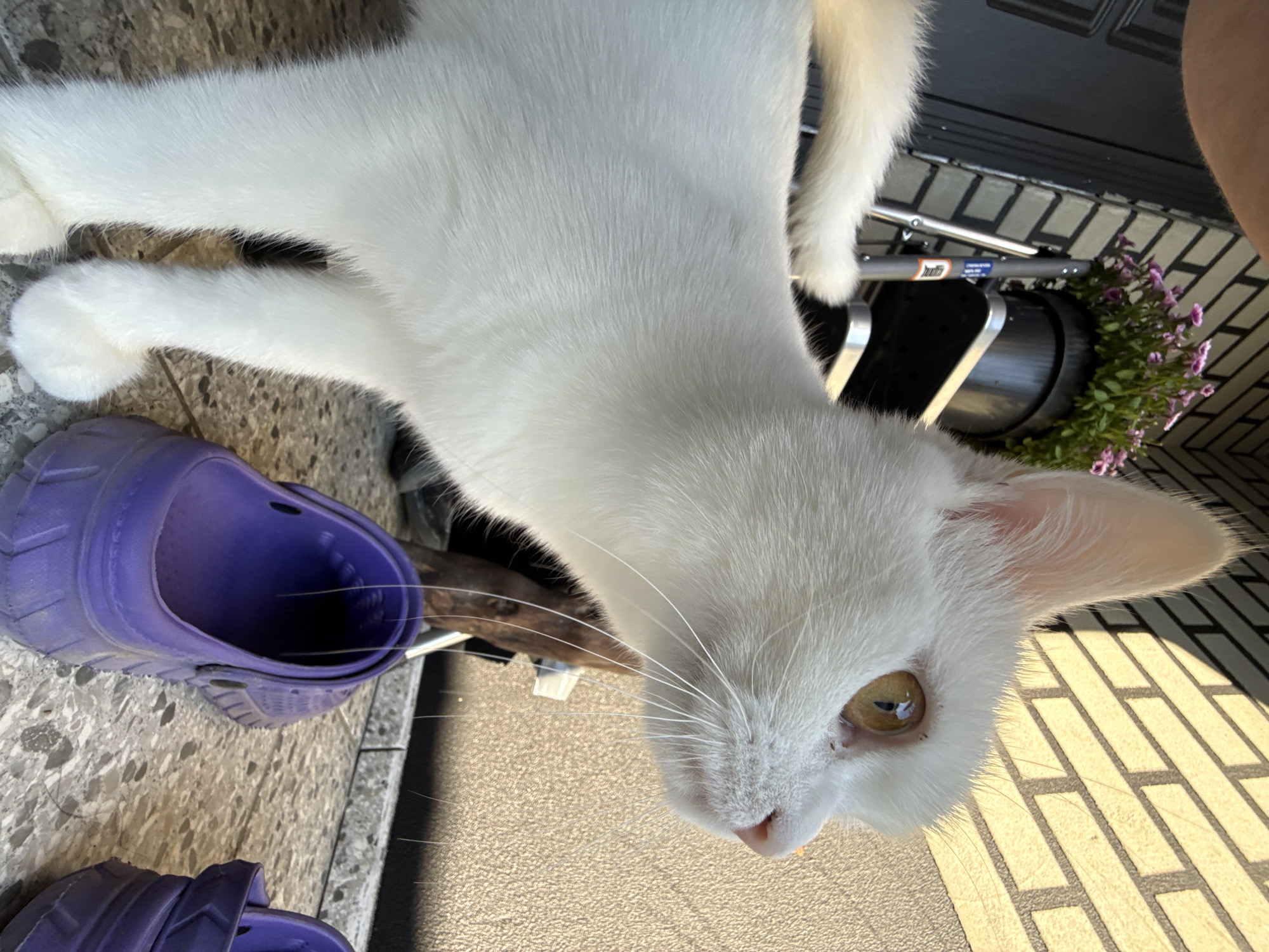 A white cat with yellow eyes stands on a tiled floor next to a pair of purple clogs. The cat is facing to the right, with its head tilted up. In the background, there is a brick wall and a potted plant. The scene is lit by sunlight, casting shadows on the wall.