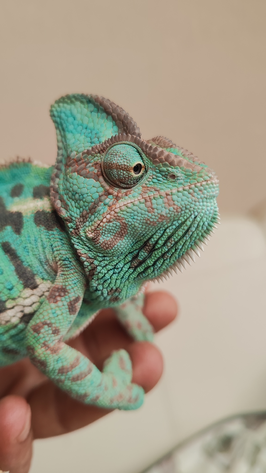 A veiled chameleon, predominantly green with brown markings, is held in a person's hand. The chameleon's eye is prominent and swiveling, and its mouth is slightly open, revealing small, sharp teeth. The background is a plain, light-colored surface, out of focus. The image does not contain any information about the city of Sochi, Russia.