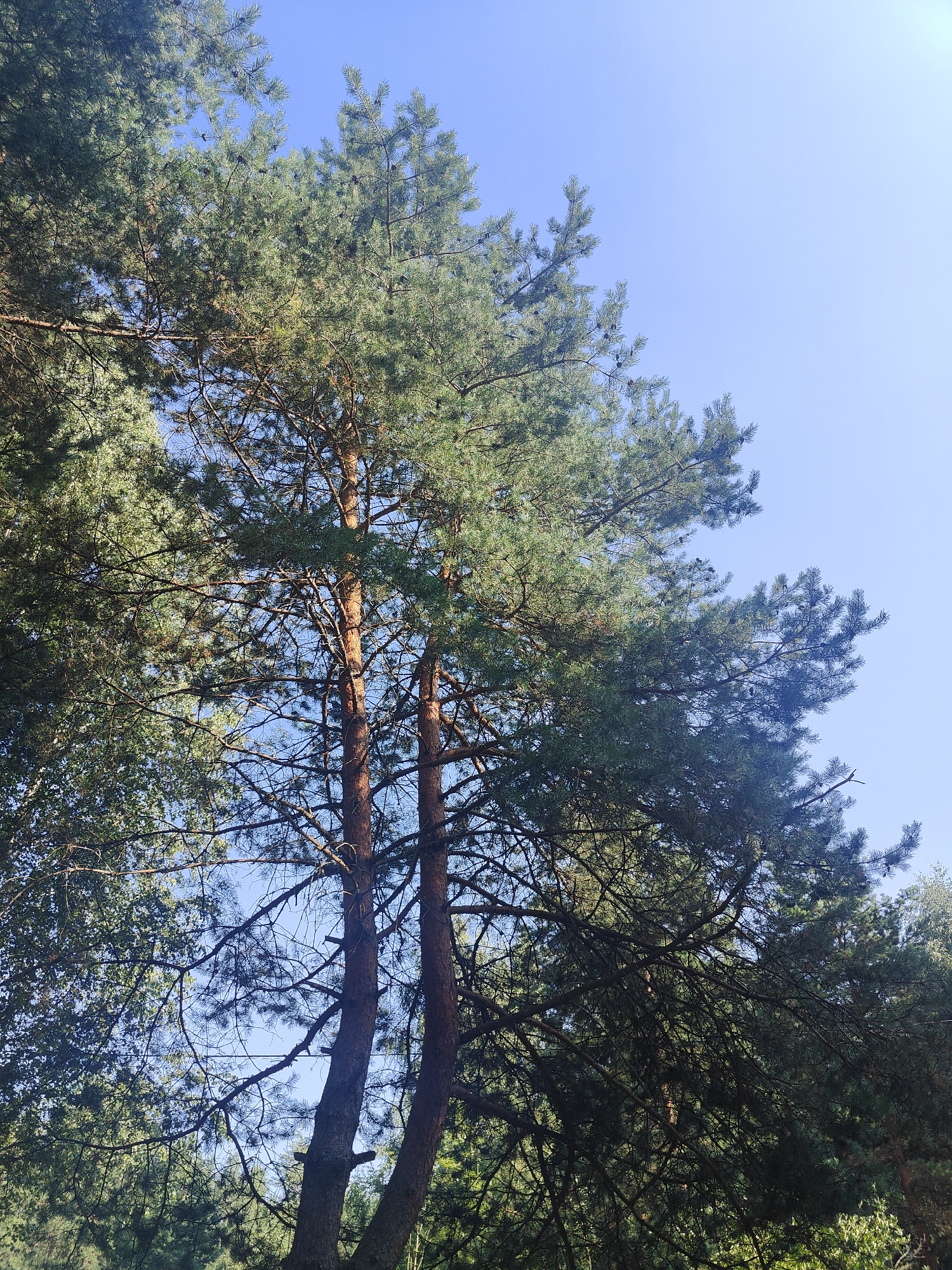 The image shows a view from below of tall pine trees against a clear blue sky. The sun is high, casting dappled light through the pine needles. Several tree trunks, some thick and reddish-brown, are visible, with branches spreading out and covered in green needles. Some cones can be seen amongst the foliage. The ground is not visible, and the scene is dominated by the trees and the sky, suggesting an outdoor, possibly forested, location.