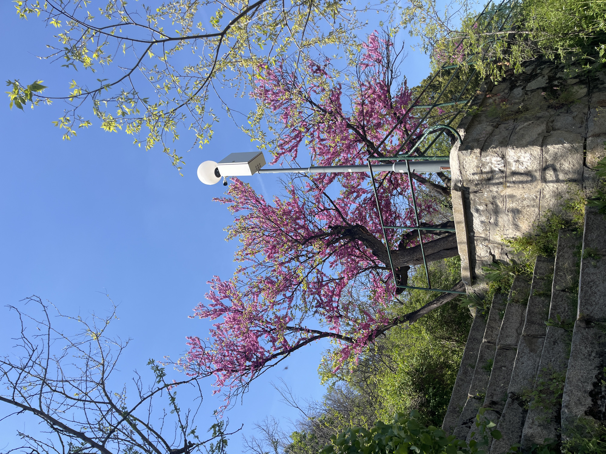 The image shows a low-angle shot of a city scene, likely in Plovdiv, Bulgaria, given the presence of Eastern Redbud trees (Cercis canadensis) with pink blossoms. A stone stairway rises to the right of the frame, with greenery and vegetation growing around the steps and walls. A lamppost is located near the stairway, with a white globe-shaped lamp and a rectangular box-shaped fixture attached to the top of the pole. The sky is clear and blue, visible through the tree branches. A tree with light green leaves is visible on the left side of the frame.