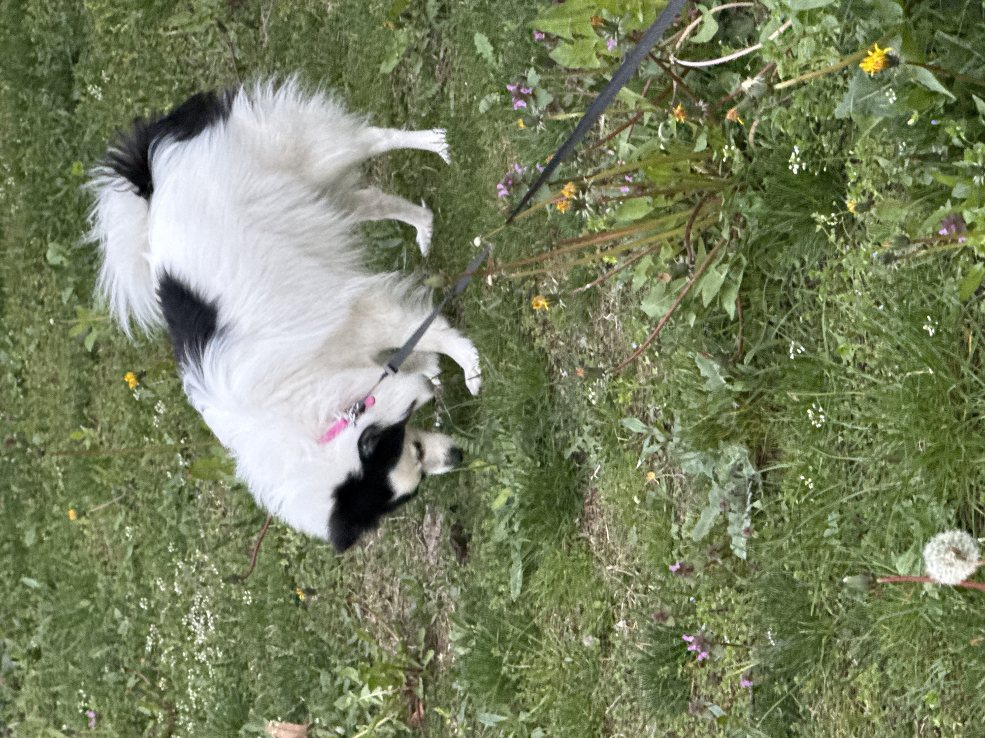 A medium shot depicts a black and white dog in a grassy area in Stara Zagora, Bulgaria. The dog is on a leash and near a small patch of foliage including dandelions. The dog appears to be sniffing the ground. The grass is mixed with small white and purple flowers.