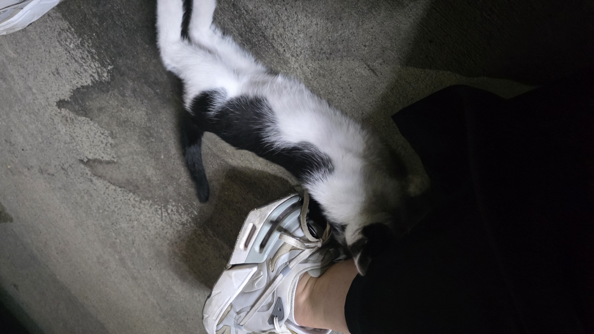 The image captures a black and white cat lying on a dark, textured ground surface, possibly concrete or asphalt, in Redina, Bulgaria. The cat is stretched out, with its head nestled near a person's foot, which is clad in a light-colored, chunky sneaker. Part of the person's dark clothing, likely trousers or leggings, is also visible.
The scene takes place at night or in the late evening, indicated by the low light conditions and deep shadows across the ground and background. The ground appears damp or stained in areas. The cat's posture suggests it is either resting comfortably or affectionately interacting with the person's foot, perhaps rubbing against it for attention. The overall impression is one of a calm, quiet moment between a human and a feline companion in an outdoor, dimly lit setting. No visible text is present.