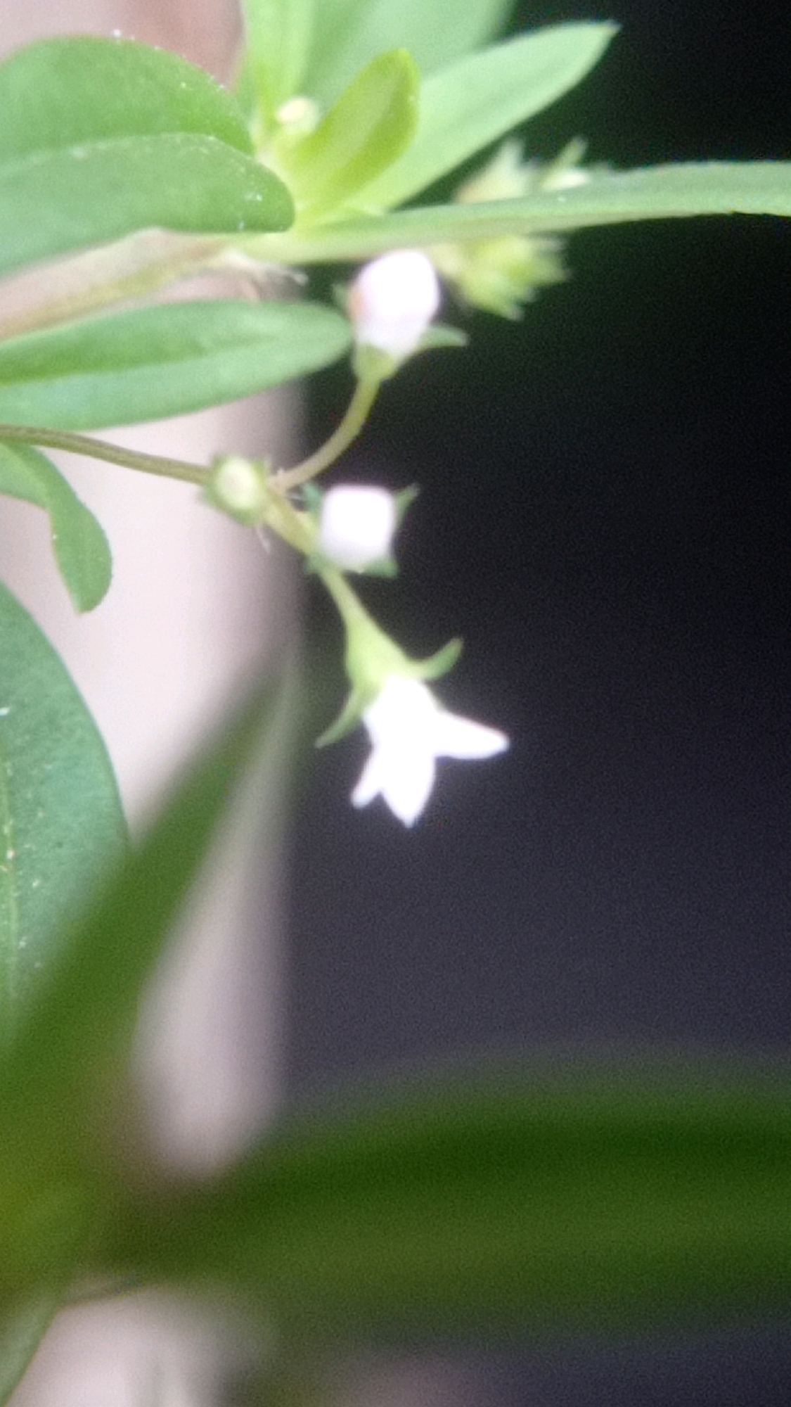 The image shows a close-up, slightly out-of-focus view of a delicate white flower with five petals, hanging downward on a thin stem. The flower is attached to a green plant with broad leaves, some of which are in focus and show a slightly rough texture. There are other unopened flower buds visible, one a pale pinkish-white, and another appearing green. The background is dark and blurred, suggesting an outdoor setting, possibly a garden in Mulyoagung, Indonesia, though no specific landmarks or urban features are identifiable. The lighting appears to be natural, possibly late afternoon or early morning, casting soft shadows. The overall impression is of a small, fragile bloom against a muted backdrop.