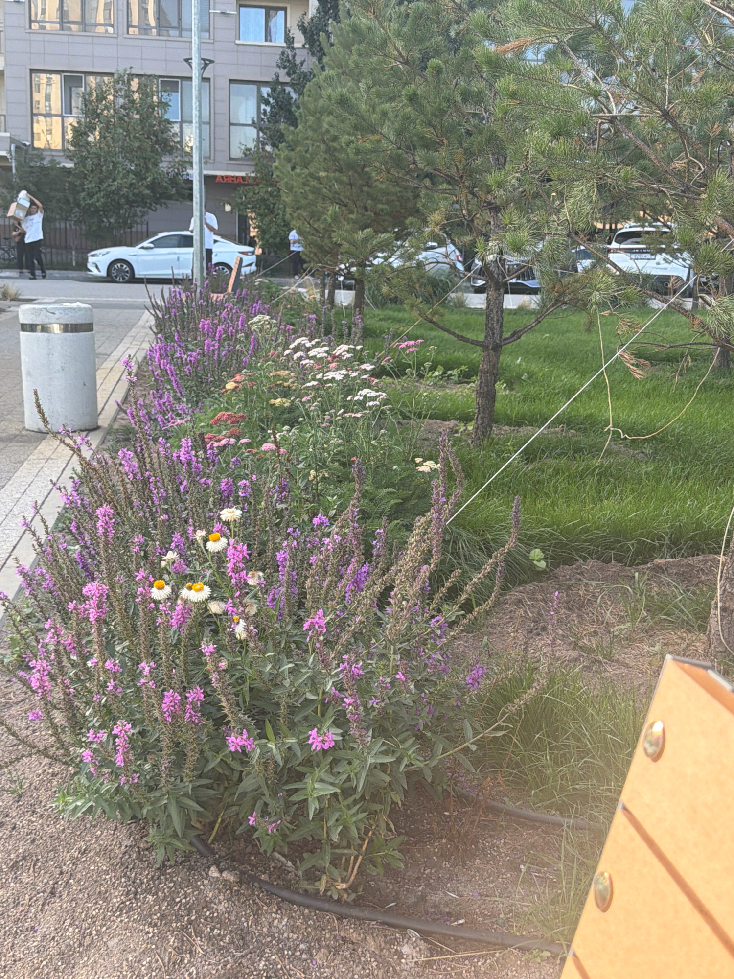The image depicts a street-level view of a residential area in Astana, Kazakhstan. In the foreground, a row of blooming purple and white flowers lines a paved walkway. Beyond the flowers, a green lawn is visible, with several young pine trees planted in it. A light brown wooden bench is partially visible in the lower right corner. In the mid-ground, a white car is parked on the street, and several people are walking. In the background, a multi-story building with large windows is visible. The overall impression is that of a well-maintained urban environment.