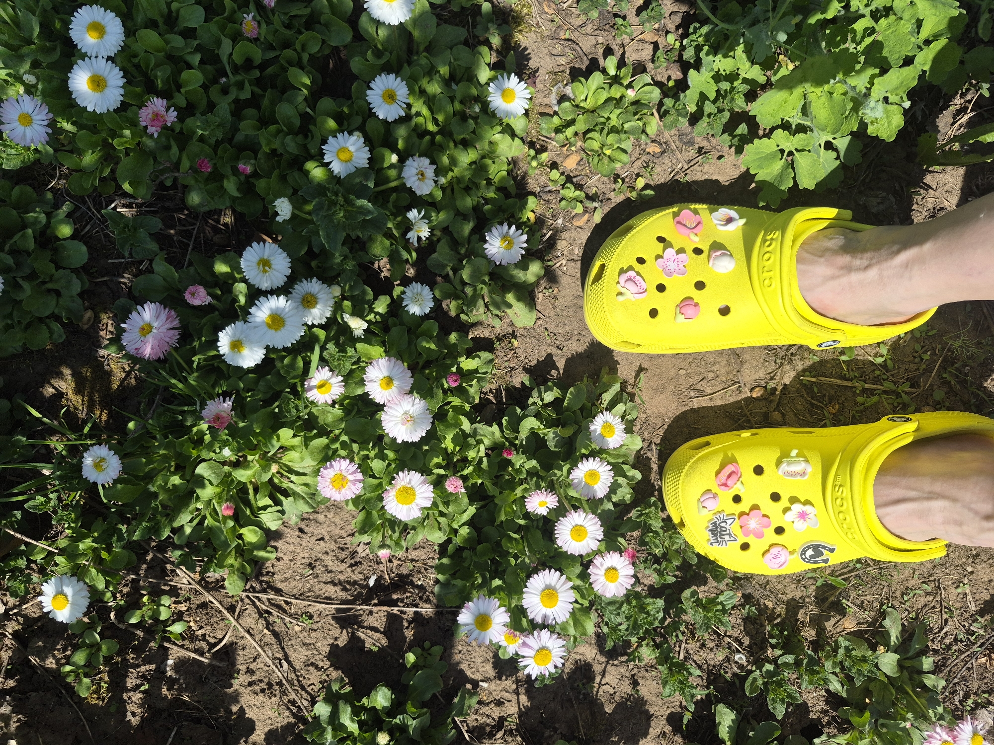 The image shows a pair of feet wearing yellow Crocs decorated with charms, standing on the ground among flowering plants. The plants appear to be daisies and other low-growing greenery. The ground is a mix of soil and vegetation. The location is Chaikovsky, Russia.