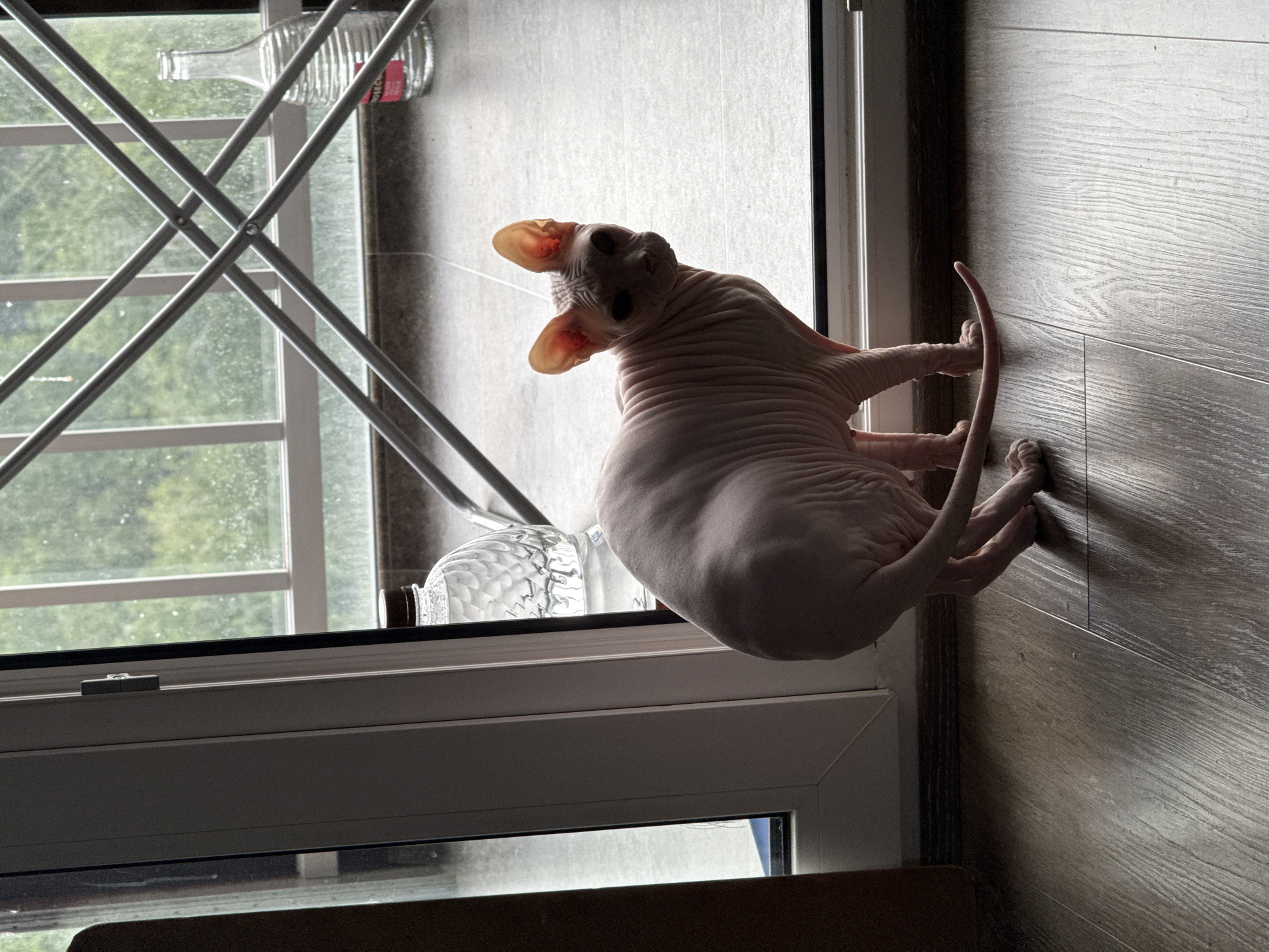 A light pink Sphynx cat is positioned on a wooden floor in front of a sliding glass door. The cat is facing towards the right of the frame, with its head turned to look back at the camera. Its body is slightly crouched, with its hind legs bent and its tail extended behind it. Behind the cat, through the glass door, is an outdoor scene with greenery visible. There are horizontal bars across the glass and a clear glass bottle on a ledge outside. The lighting suggests it is daytime, with some shadows cast on the floor by the cat and the window frame. The environment appears to be an interior residential space, possibly an apartment.