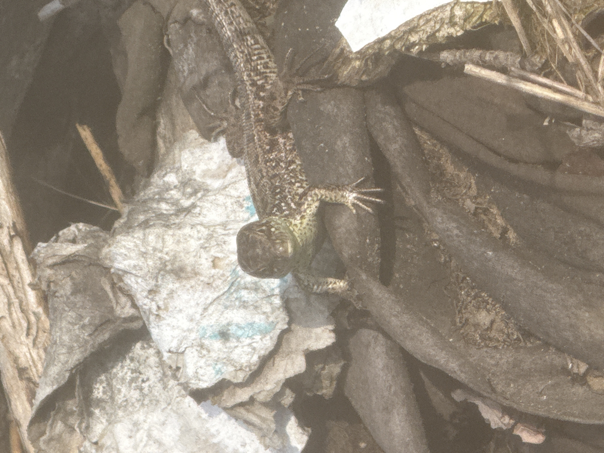 A small, dark-colored lizard with a patterned back is perched on a pile of dark, textured material. Its head is turned towards the camera, and its front legs are extended. The lizard is positioned in the center of the frame, with a lighter, crumpled material in the background. The overall scene appears to be outdoors, with some debris scattered around. There is no indication of the location in Markovo, Russia.