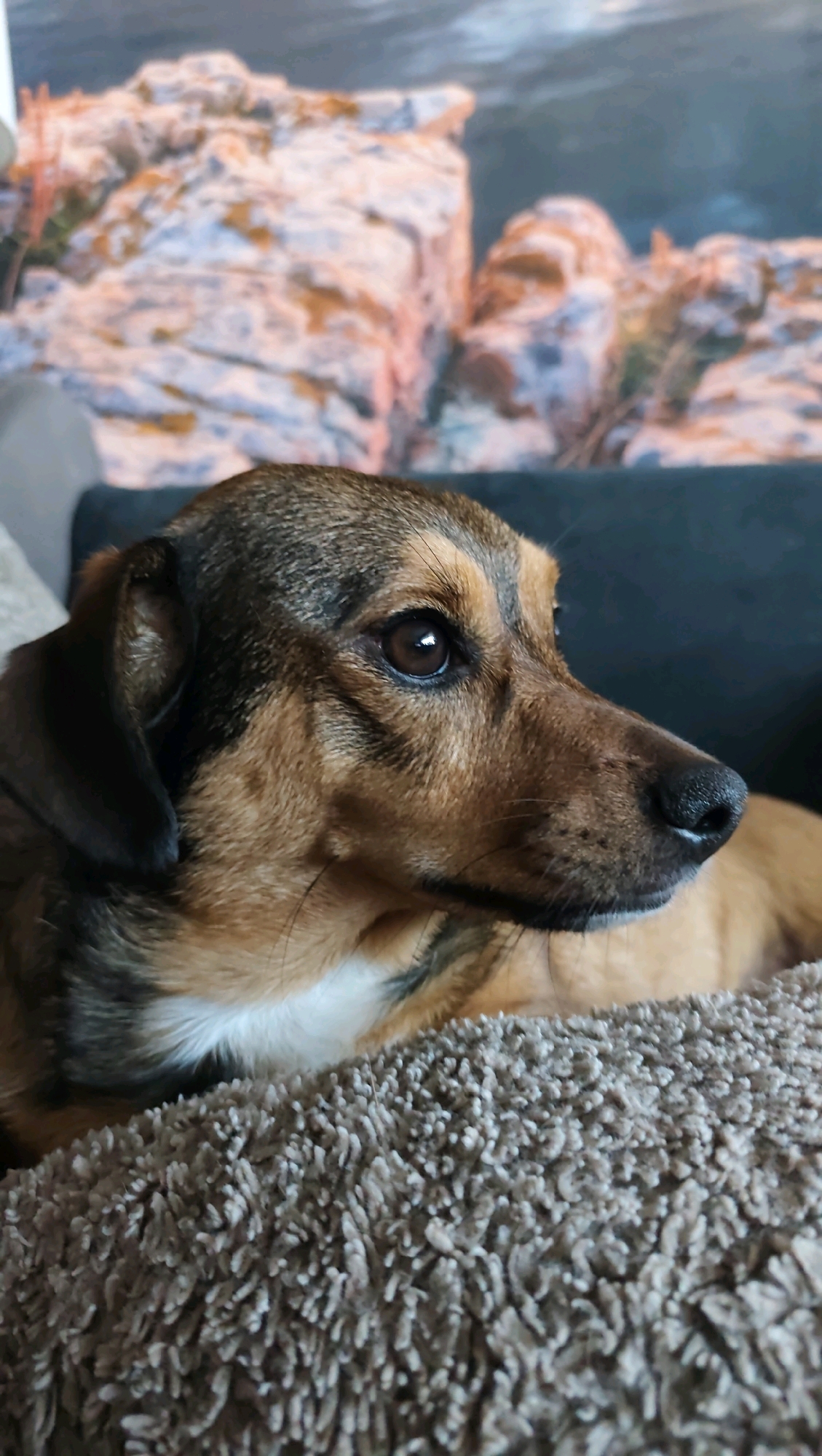 A medium shot captures a brown and black dog, viewed from the right side, resting on a textured, taupe-colored surface. The dog's head is turned to the right, with its dark brown eye focused intently on something outside the frame. Its ears are dark brown and floppy. A patch of white fur is visible on its chest. The background is slightly blurred, showing a dark sofa and a wall with a nature-themed mural depicting rocky, colorful formations. The scene is indoors, likely in a home environment, and the overall lighting suggests it is daytime. There is no indication of the specific location in Jonava, Lithuania, beyond the presence of a domestic setting.