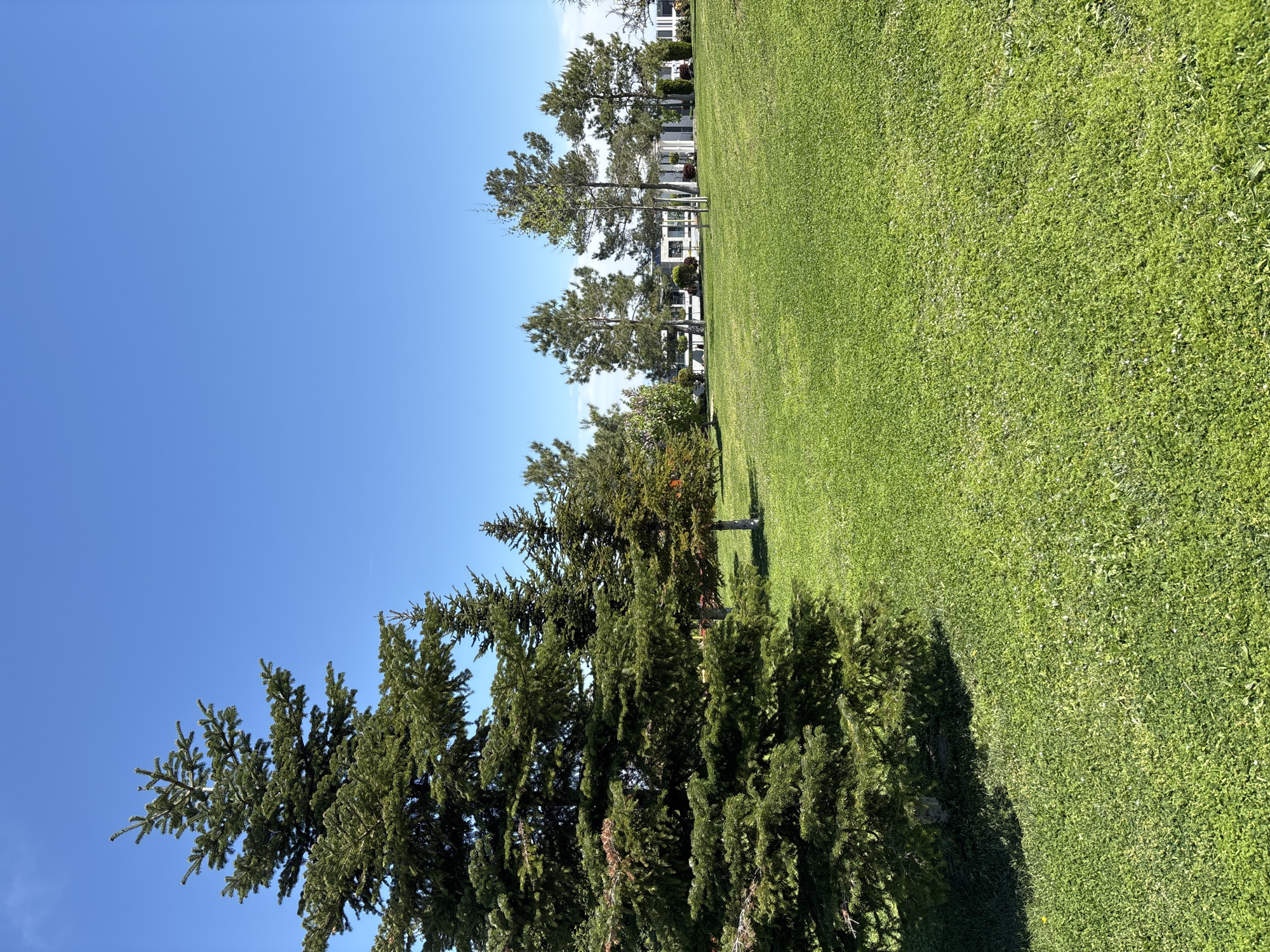 The image captures a sunny day in an open area with a lush green lawn. The sky is clear and blue. A row of trees, mostly coniferous, lines the edge of the lawn, casting shadows on the grass. In the background, there are buildings, possibly houses or apartments. The specific location is Unknown, Unknown. There are no people visible in the image. The main subjects are the lawn, trees, and buildings. The scene is peaceful and serene, depicting a natural environment within a residential area.