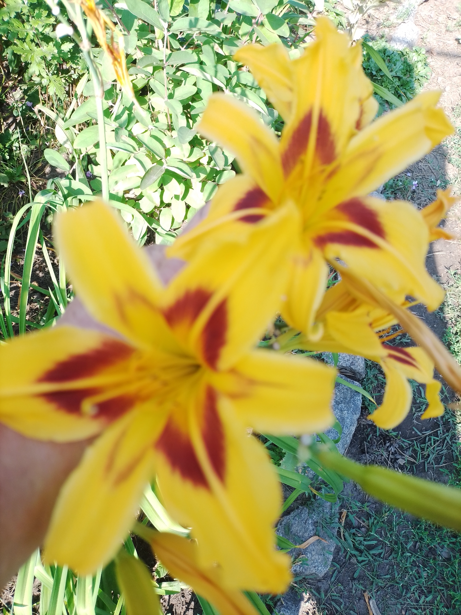 The image displays a close-up view of yellow daylily flowers with dark red markings. The flowers are in focus, with some parts of the petals extending out of frame. Several green leaves and stems of the plant are visible, as well as some grass and dirt in the background. The scene appears to be outdoors, possibly in a garden setting, given the presence of rocks and vegetation. The lighting suggests it is daytime, with sunlight casting shadows. The overall impression is of a natural, floral environment. The image does not contain any discernible human figures or specific architectural elements that would indicate a precise location within Ustyvytsia, Ukraine.