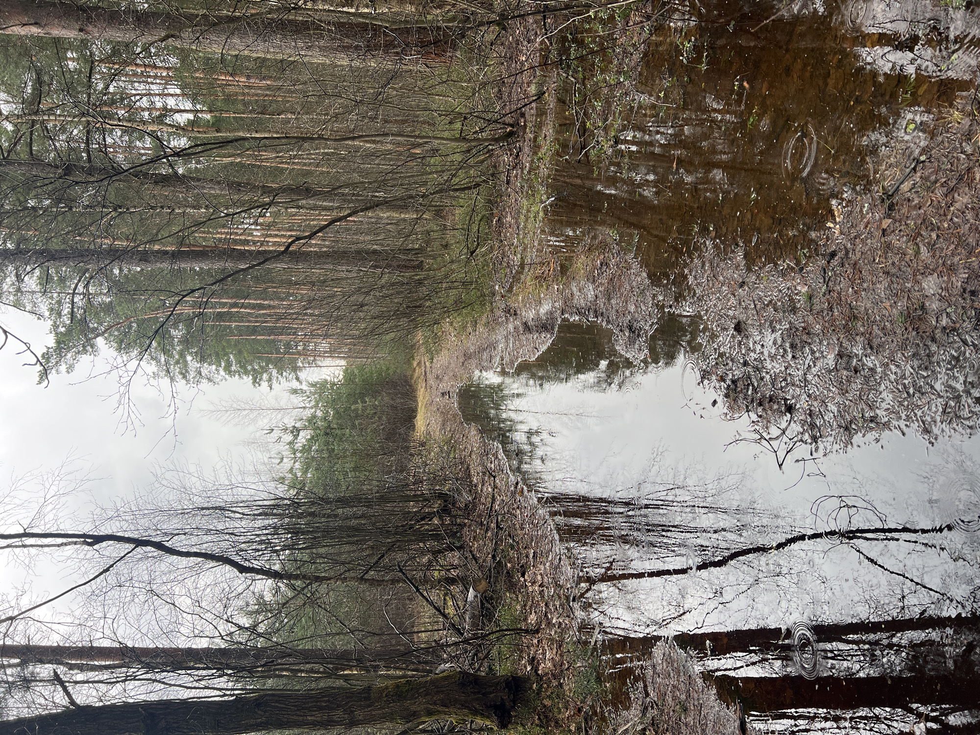 The image presents a flooded path through a forest. The water surface reflects the surrounding trees and sky. The scene appears to be outdoors during the daytime. It's difficult to determine the exact location within Nazar'evo, Russia, without further information. The image focuses on the natural environment, showing no people or signs of urban development directly within the frame. The path is partially submerged in water, creating a mirror-like reflection of the trees on either side. The surrounding vegetation includes bare trees and fallen leaves. Raindrops create ripples on the water surface.
