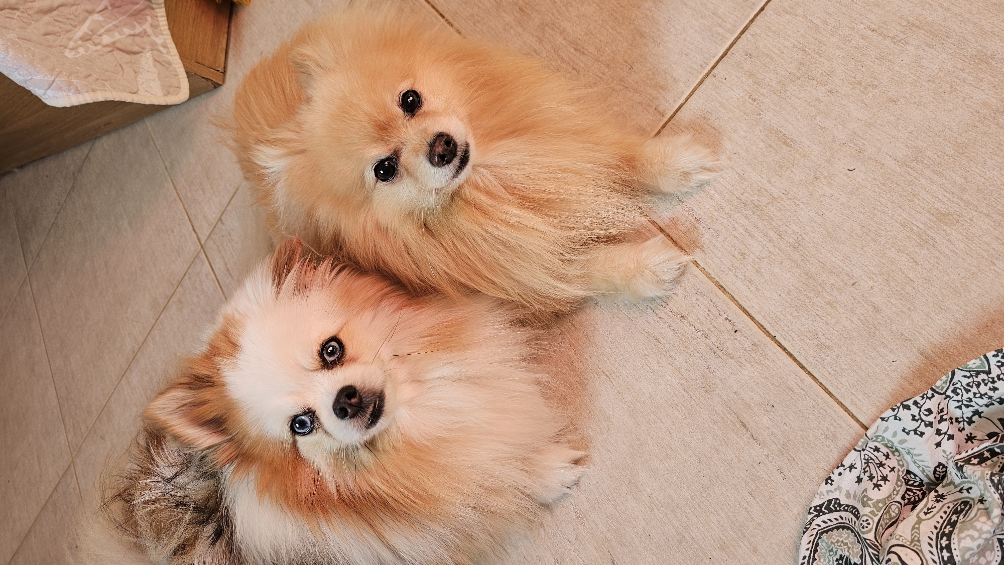 Two Pomeranian dogs are lying on a tiled floor. The dog on the left has white and tan fur with striking blue eyes. The dog on the right has lighter tan fur and dark eyes. They are positioned close to each other, looking upwards. In the background, to the right, a portion of a wooden piece of furniture with a textured white cloth draped over it is visible. In the lower left corner, a patterned fabric is partially visible. The overall lighting suggests an indoor setting.