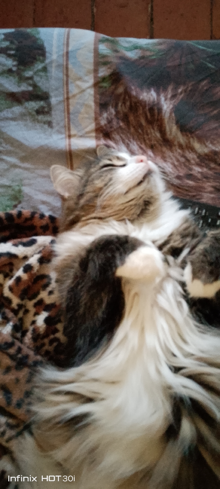A fluffy, long-haired cat is lying on its back on a bed. The cat has grey, white, and brown fur with tabby markings. Its eyes are closed, and its head is tilted back, suggesting it is relaxed or sleeping. The cat is resting on a surface covered with patterned blankets. One blanket appears to have a leopard print design, while another has a more abstract, possibly animal-print or camouflage pattern with brown and tan colors. The background is out of focus but appears to be a wall or another surface with a reddish-brown, textured finish, possibly brick. The bottom left corner of the image shows the text "Infinix HOT 30i", indicating the device used to capture the photo. The scene does not contain any information that would indicate its specific location within the city of Kedrovy, Russia.
