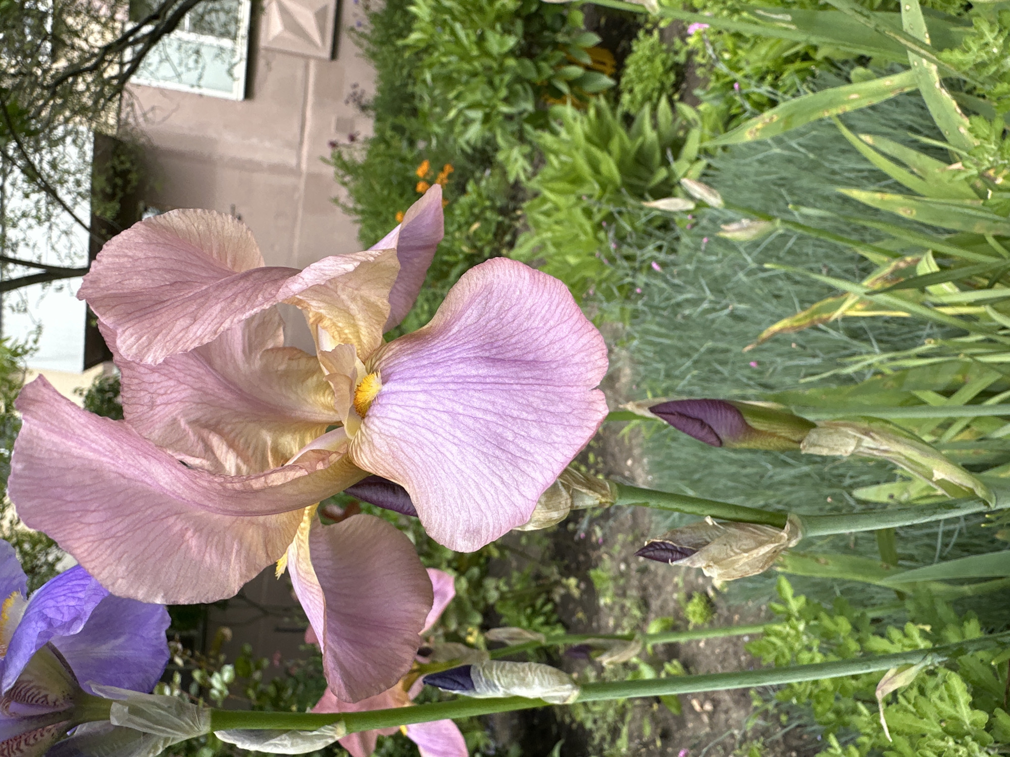 The image, when properly oriented, presents a vibrant close-up of a garden scene. The primary subject is a large iris flower in full bloom, positioned prominently in the mid-left of the frame. Its petals display a beautiful gradient of light lavender-pink and pale yellow, with fine veining visible across their surfaces and a bright yellow beard at the center.
To the bottom left, a portion of another purple iris flower is visible. Several unopened iris buds, ranging in color from deep purple to reddish-brown, are present on green stalks extending towards the right and bottom right of the main flower. Some buds are still enveloped in dry, papery sheaths.
The background is filled with lush green foliage of various plants, including grassy leaves (likely from irises) and denser shrubbery. Small, scattered orange and pink blossoms add subtle pops of color within the greenery. In the upper left background, behind some branches, part of a light-colored building with a window is discernible, suggesting an urban or suburban setting.
The photograph appears to be taken during the daytime, under soft, natural light, capturing the serene beauty of the blooming flowers in a cultivated garden in Stavropol, Russia. No visible text is present in the image.