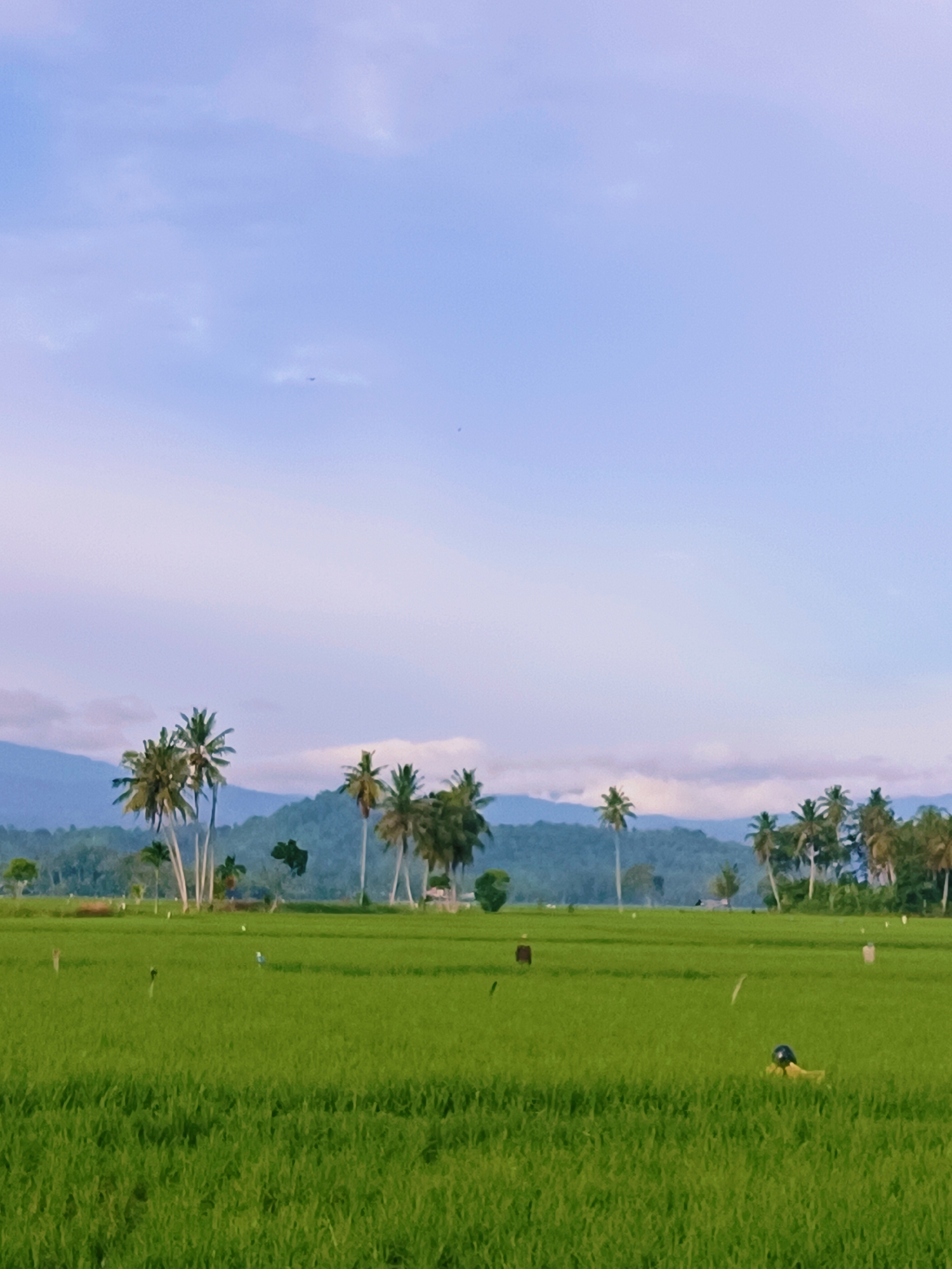 The image depicts a lush, green rice paddy field in Kampung Jumpa, Indonesia, under a pale blue sky with scattered clouds. In the foreground, the vibrant green rice stalks dominate the landscape, with several small, white objects, possibly birds or markers, scattered throughout. A scarecrow, wearing a yellow garment and a dark head covering, is visible in the middle right of the field. Further into the distance, a cluster of tall palm trees stands prominently, silhouetted against a backdrop of rolling, tree-covered hills and mountains. The sky is a soft blend of blues and lavenders, suggesting either early morning or late afternoon. The overall scene conveys a sense of tranquility and rural beauty.