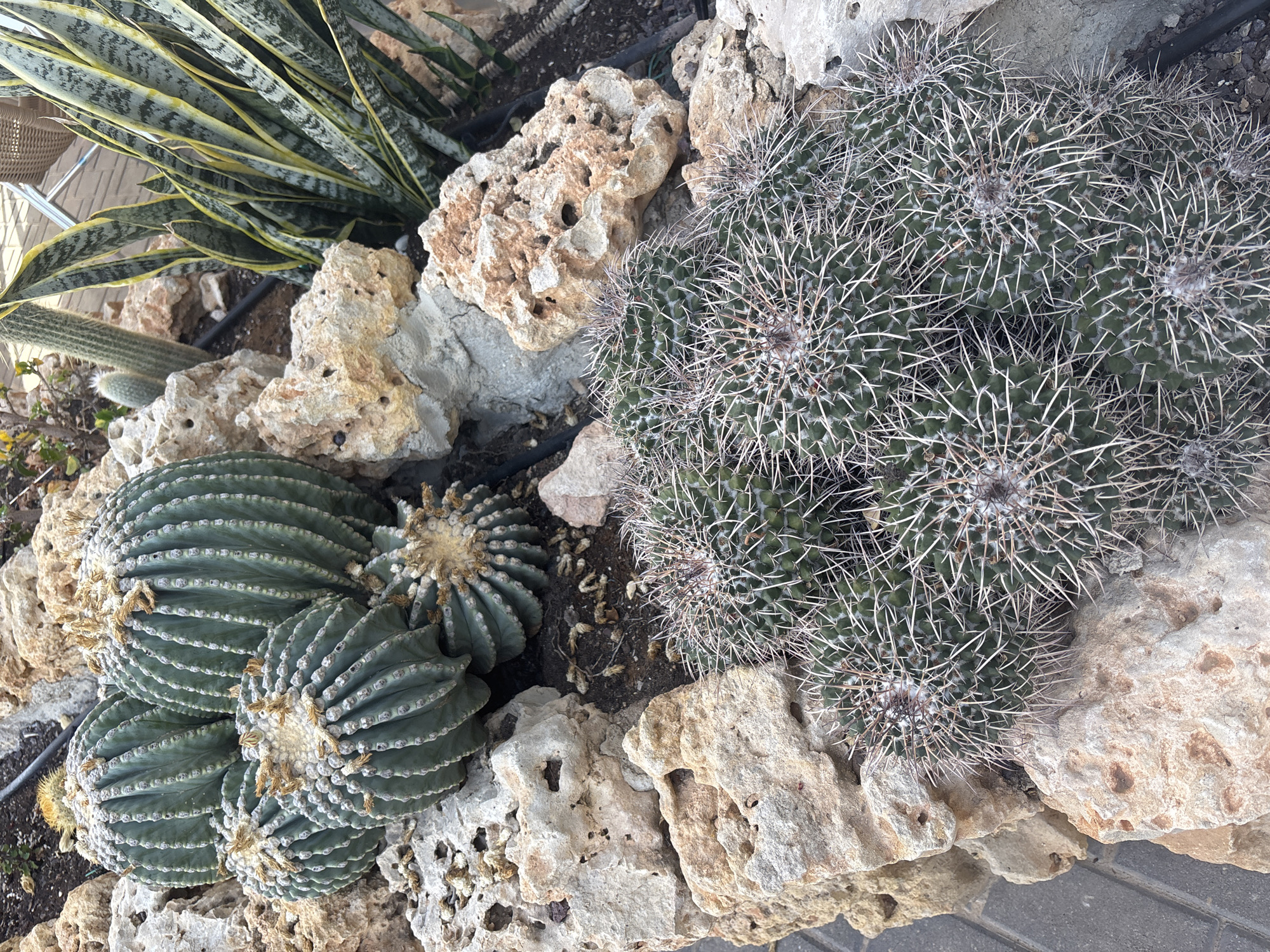 The image displays a close-up view of a collection of cacti and a snake plant, arranged amongst a rocky, arid landscape. The main subjects are several spherical and columnar cacti with prominent spines. One cluster of spherical cacti, varying in size, are clustered together in the foreground. These have numerous, thin, white spines and a greenish hue. Behind them, a larger, more robust spherical cactus is visible, also with prominent ribs and spines. In the background, a tall, columnar cactus stands to the left, and a snake plant with its distinctive striped leaves is situated to the right. The cacti are planted in a bed of soil interspersed with various sizes of light-colored rocks and stones, some of which appear porous and weathered. The overall scene suggests an outdoor garden or a xeriscape planting, likely in a warm climate. There are no people or animals present in the image, and no specific actions are taking place. The environment appears to be dry and well-drained, typical for cactus cultivation. No information about the city of Orihuela, Spain, can be determined from the image itself.