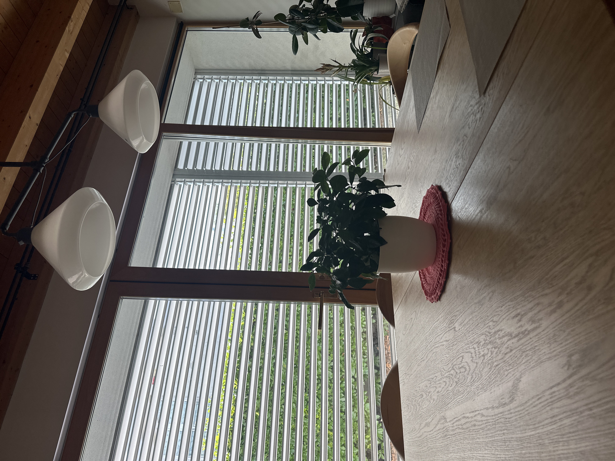 The image depicts an interior scene, likely a dining room, with a prominent wooden table in the foreground. On the table, a white pot containing a green leafy plant sits on a pink crocheted doily. Beyond the table, large windows with horizontal blinds are visible, revealing a lush green outdoor scene, possibly a garden or trees. Two pendant lights with white conical shades hang from the ceiling, which appears to be constructed of wooden beams. Wooden chairs are partially visible around the table. The overall ambiance suggests a modern and well-lit living space. There is no indication of the city of Trieste, Italy, in the image.
