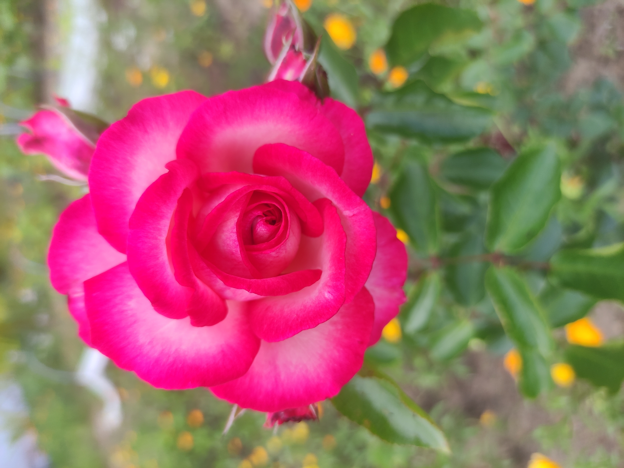 A close-up, overhead shot of a vibrant pink and white rose in full bloom, centered in the frame. The rose has multiple layers of petals, with the outer edges displaying a deep fuchsia color that transitions to a lighter pink and then white towards the center. A single rosebud, also in shades of pink and fuchsia, is visible to the upper right of the main bloom. The background is softly blurred, showing green foliage and scattered small yellow flowers, suggesting an outdoor garden setting. The lighting appears natural, casting soft shadows. The image was captured in the vicinity of Верамейскі сельскі Савет, Belarus.
