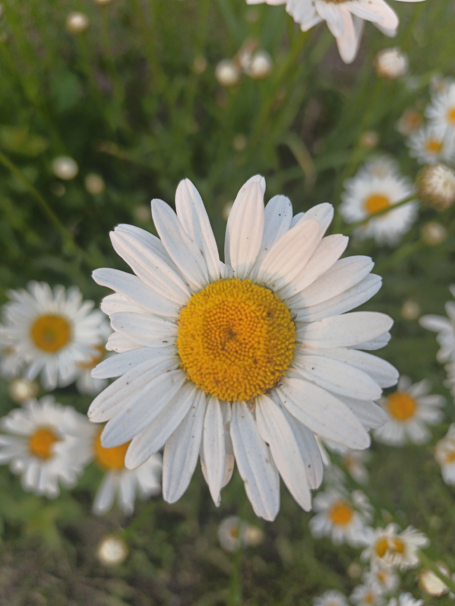 A close-up, vertical, high-angle shot features a large daisy in the foreground with its bright yellow center and white petals. The daisy is sharply in focus, while the background is blurred with green foliage and several other out-of-focus daisies. The lighting suggests it is either early morning or late afternoon, casting a warm glow on the petals. The scene is consistent with a natural or cultivated garden setting, potentially within the vicinity of Kalachevo, Russia, given the typical flora found in such regions. There are no people or animals present in the image.