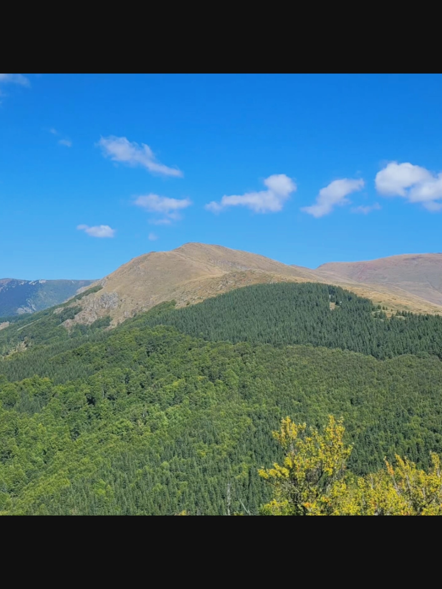 The image depicts a panoramic view of a mountain landscape under a bright blue sky dotted with white clouds. The foreground is dominated by dense, verdant green forests that cover the lower slopes of the mountains. In the middle ground, a darker, more uniform green forest stretches across a significant portion of the scene. Beyond this, the mountains themselves rise, with some slopes appearing barren and covered in dry grass and earth, while others are rocky and rugged. In the distance, the peaks are more muted in color, suggesting further, perhaps more distant, mountain ranges. The overall impression is one of a natural, unspoiled wilderness. The image does not contain any people, specific objects, or any indication of an urban environment, therefore it cannot be placed in Bucharest, Romania.