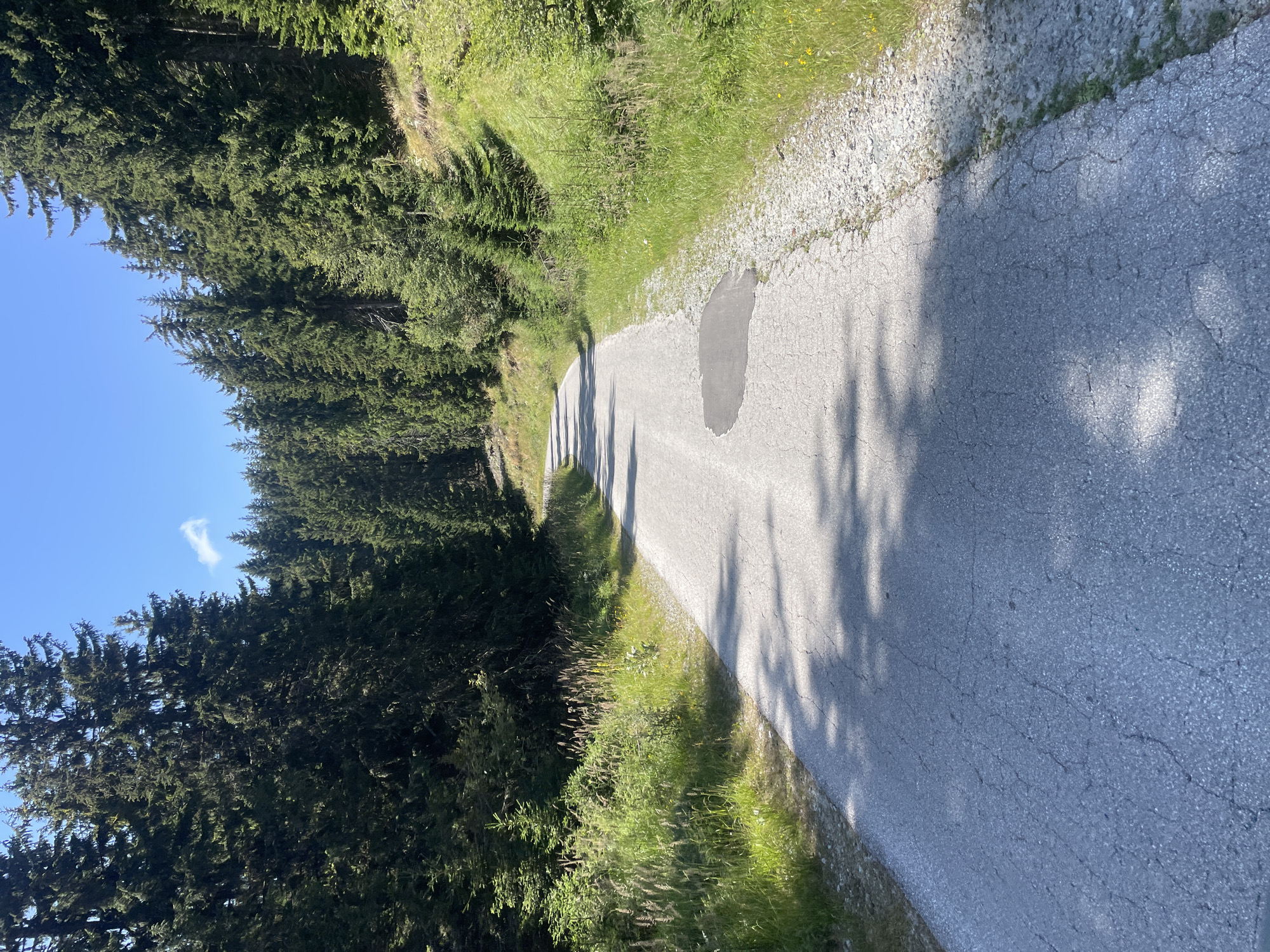 A paved road winds through a dense coniferous forest under a clear blue sky with a single wisp of cloud. The road surface is gray asphalt, showing signs of wear with cracks and a dark, irregular patch on the right side, possibly from a repair or water stain. The forest edges the road on both sides, with tall, dark green pine trees dominating the scene. The ground beside the road is covered in green grass, dry straw-like plants, and scattered small yellow wildflowers. Sunlight casts dappled shadows of tree branches onto the road. The location is a forest road in the vicinity of Manastir, Bulgaria.