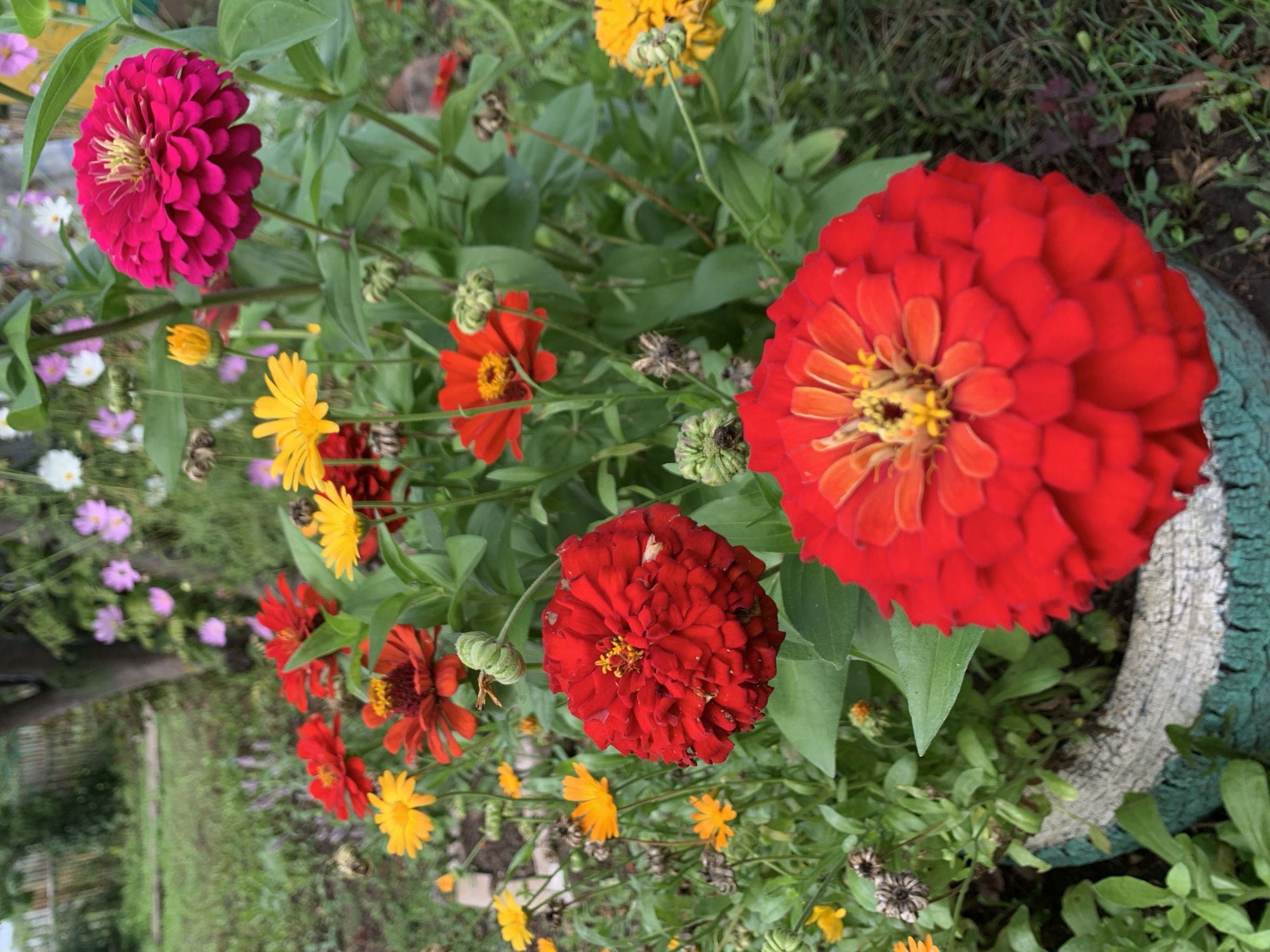 This image captures a vibrant garden scene, likely in Chishmy, Russia, characterized by an abundance of brightly colored zinnia flowers in various shades of red, pink, and yellow. The zinnias are densely packed, creating a lush, layered effect. In the foreground, a large, deep red zinnia with intricate petals dominates the frame, its yellow stamen a striking contrast. Behind it, a bright fuchsia zinnia stands tall, its petals tightly arranged. Scattered among the zinnias are smaller yellow flowers, possibly calendula, adding further pops of color. The background is a soft blur of green foliage, with hints of a wooden fence and other unidentifiable plants. The setting appears to be a garden or park area, possibly in a residential backyard given the presence of a tire planter in the lower left corner, painted with a rough, weathered texture and adorned with blue and white stripes. The overall impression is one of natural beauty and diligent horticultural care, with the flowers appearing healthy and well-maintained. The lighting suggests a daytime shot, possibly overcast given the diffused light. No people or animals are visible in the image.