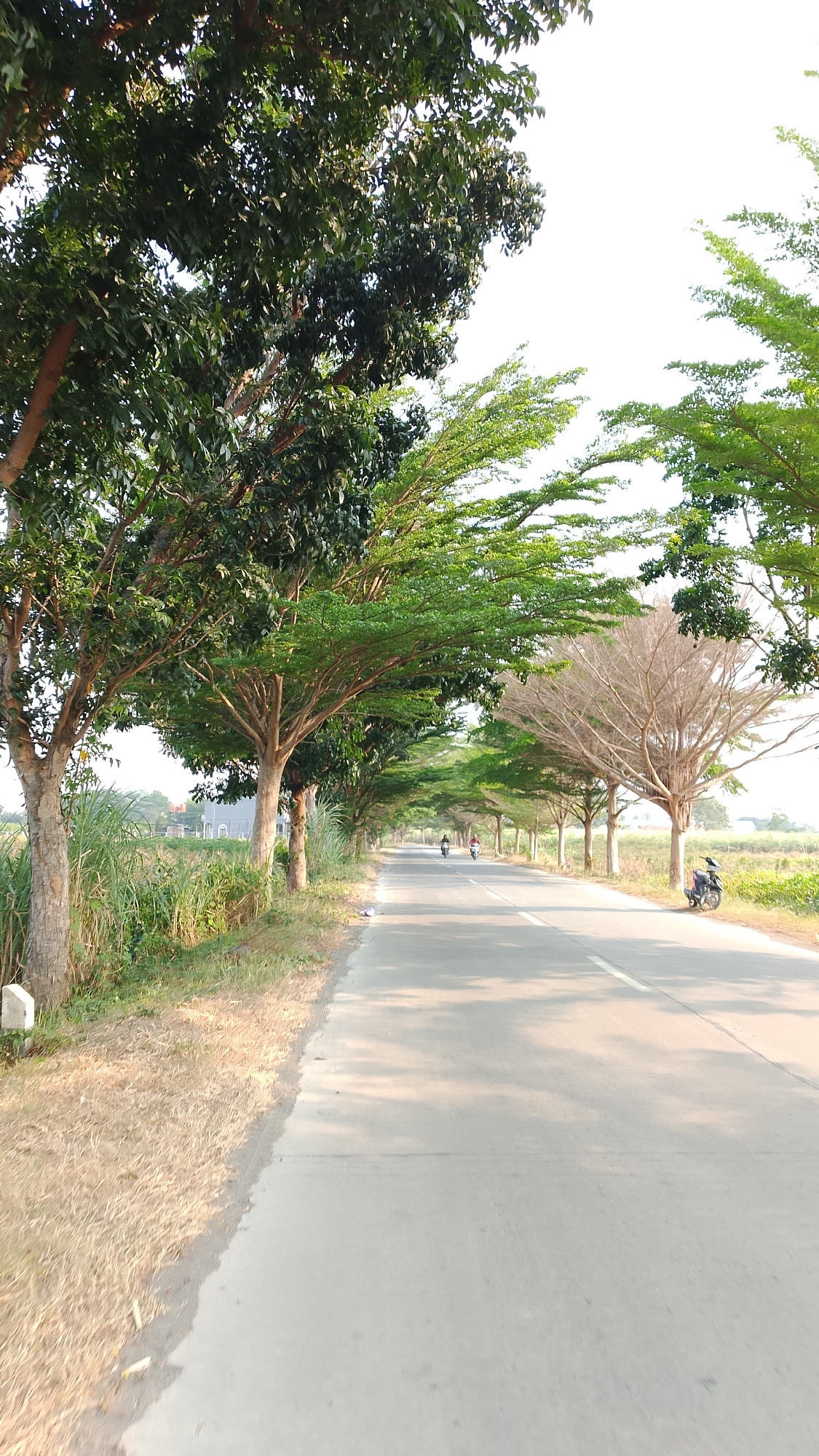 The image captures a sun-drenched road in Curug, Indonesia, flanked by a line of trees. On the left, tall green trees with dense foliage line the side of the road, their branches forming a canopy. Beyond the trees, a field of tall green grass is visible, with a glimpse of a building structure. The road itself is paved with asphalt, marked by a white line down the center, and stretches into the distance. On the right side of the road, several trees with sparser, dry-looking branches are present, contrasting with the lush greenery on the left. A parked motorcycle is visible on the right shoulder of the road. In the distance, two individuals on motorcycles are traveling along the road. The overall scene suggests a rural or suburban setting with a clear, bright sky overhead.