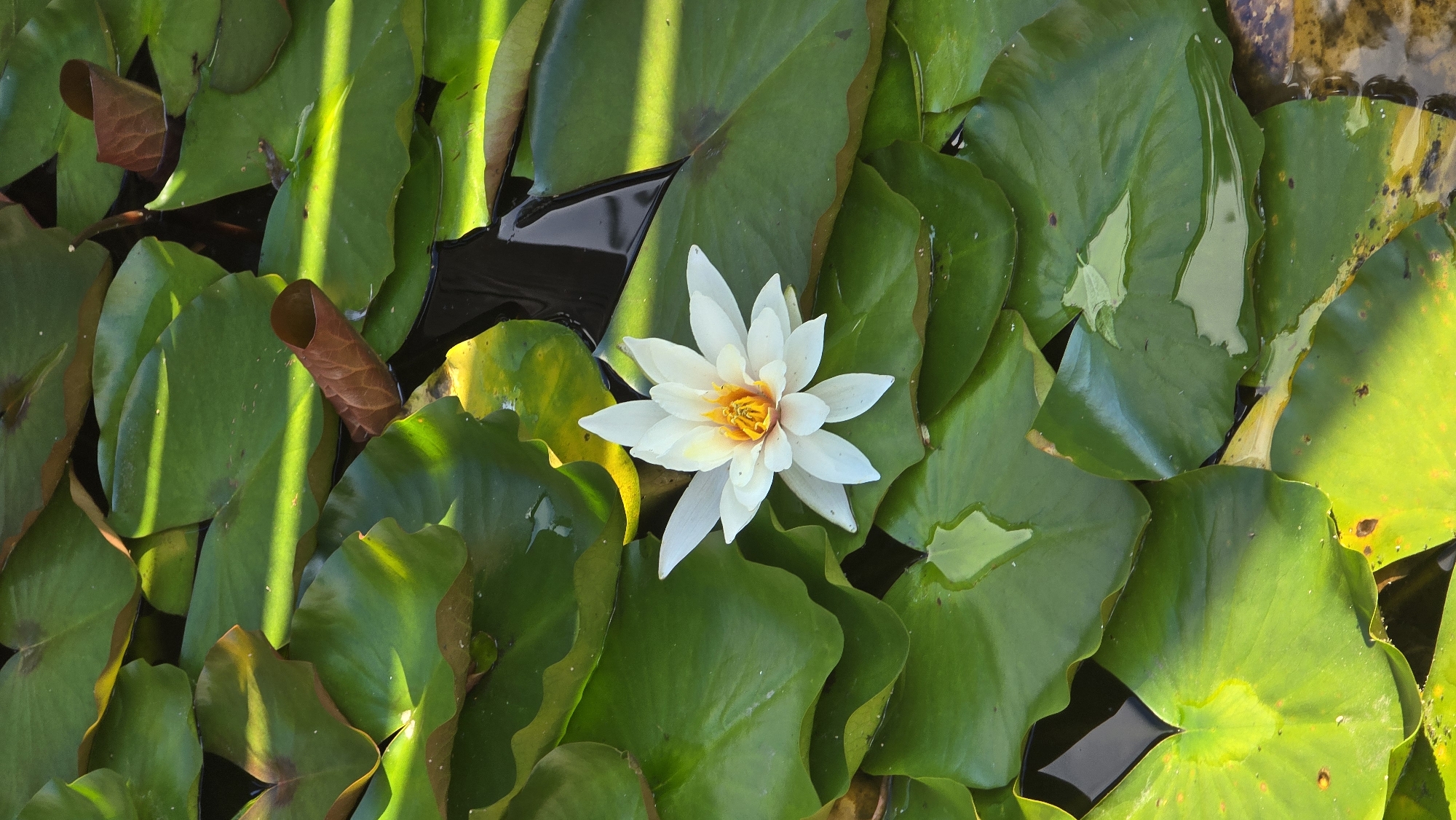 A single white water lily with a yellow center floats among lush green lily pads in a body of dark water. Sunlight casts bright yellow highlights on some of the lily pads, contrasting with the shadows. A few brown, curled lily leaves are also visible. The scene appears to be in a pond or natural body of water, possibly a park or garden. The location is identified as Khimki, Russia.