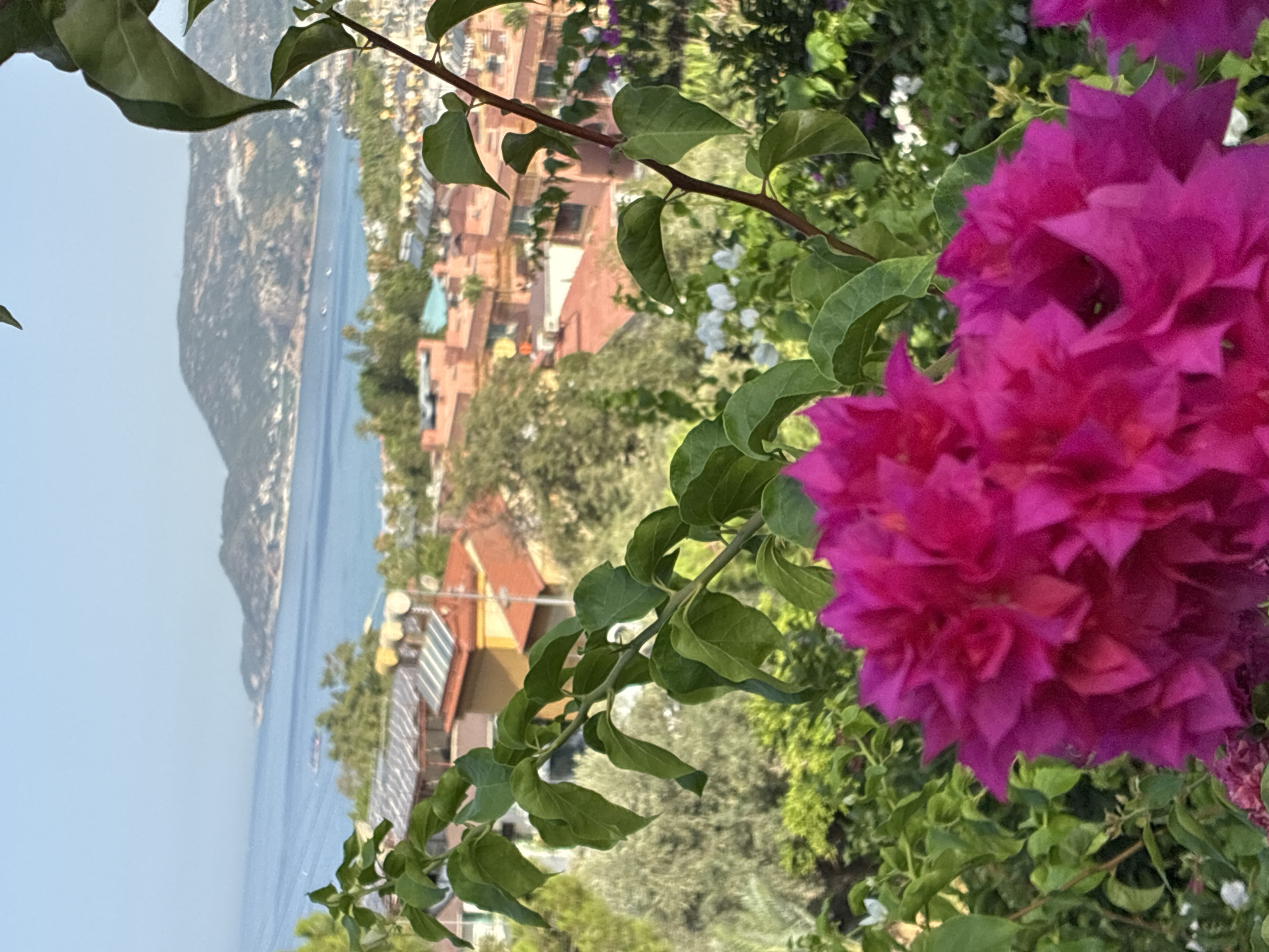 The image captures a scenic view of Alanya, Turkey, from a vantage point overlooking the city and the Mediterranean Sea. In the foreground, vibrant fuchsia bougainvillea flowers and lush green foliage create a natural frame. Beyond the flowers, a panorama unfolds showing the red-tiled roofs of buildings clustered together, typical of Alanya's urban landscape. Further in the distance, the clear blue waters of the sea stretch out, meeting a hazy horizon where a distant hill or mountain range is visible. The sky is a clear, bright blue, suggesting a sunny day. The overall impression is one of a peaceful, picturesque coastal city bathed in warm sunlight.