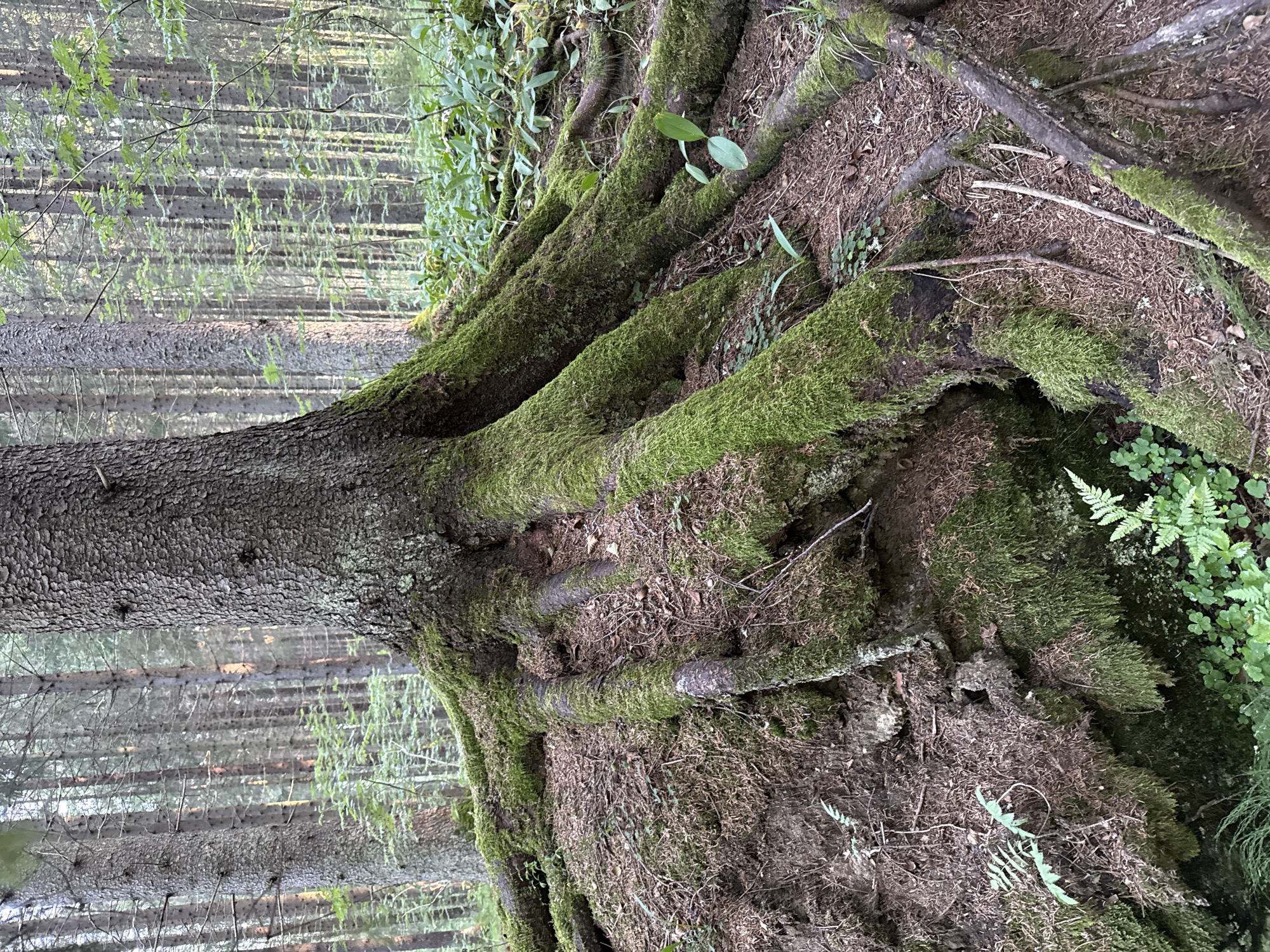 The image depicts a close-up view of the exposed, moss-covered roots of a large tree in a forest. The roots are thick and gnarled, spreading outwards over a mound of earth and debris. The ground is covered with a layer of pine needles and smaller green plants, including some ferns. In the background, numerous tall, slender trees stand closely together, creating a dense forest environment. The lighting suggests it is daytime, possibly late afternoon, with dappled sunlight filtering through the canopy. The scene is natural and undisturbed, suggesting a remote forest area. The image does not contain any people, animals, or man-made structures.