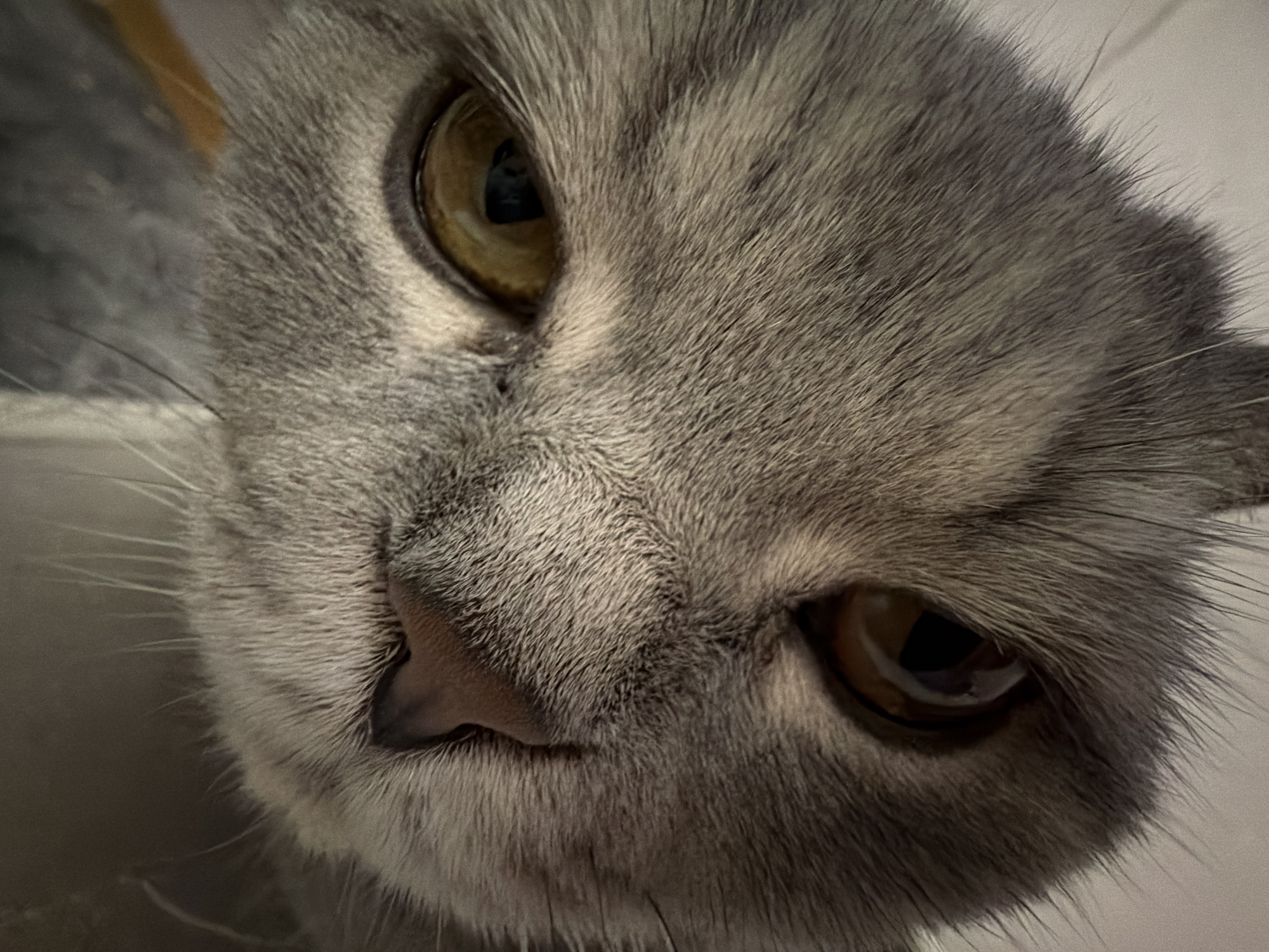 The image is a close-up, low-angle shot of a grey cat's face, viewed from below and upside down. The cat's fur is a soft, uniform grey. The cat has two large, round, amber-colored eyes, with dark pupils. The nose is a dark pinkish-brown color. Long, white whiskers extend from the muzzle. The background is out of focus and appears to be a light-colored, textured surface, possibly a wall or furniture. There are no people, objects, or actions depicted that would indicate a specific location in Perm, Russia. The image focuses solely on the feline subject.