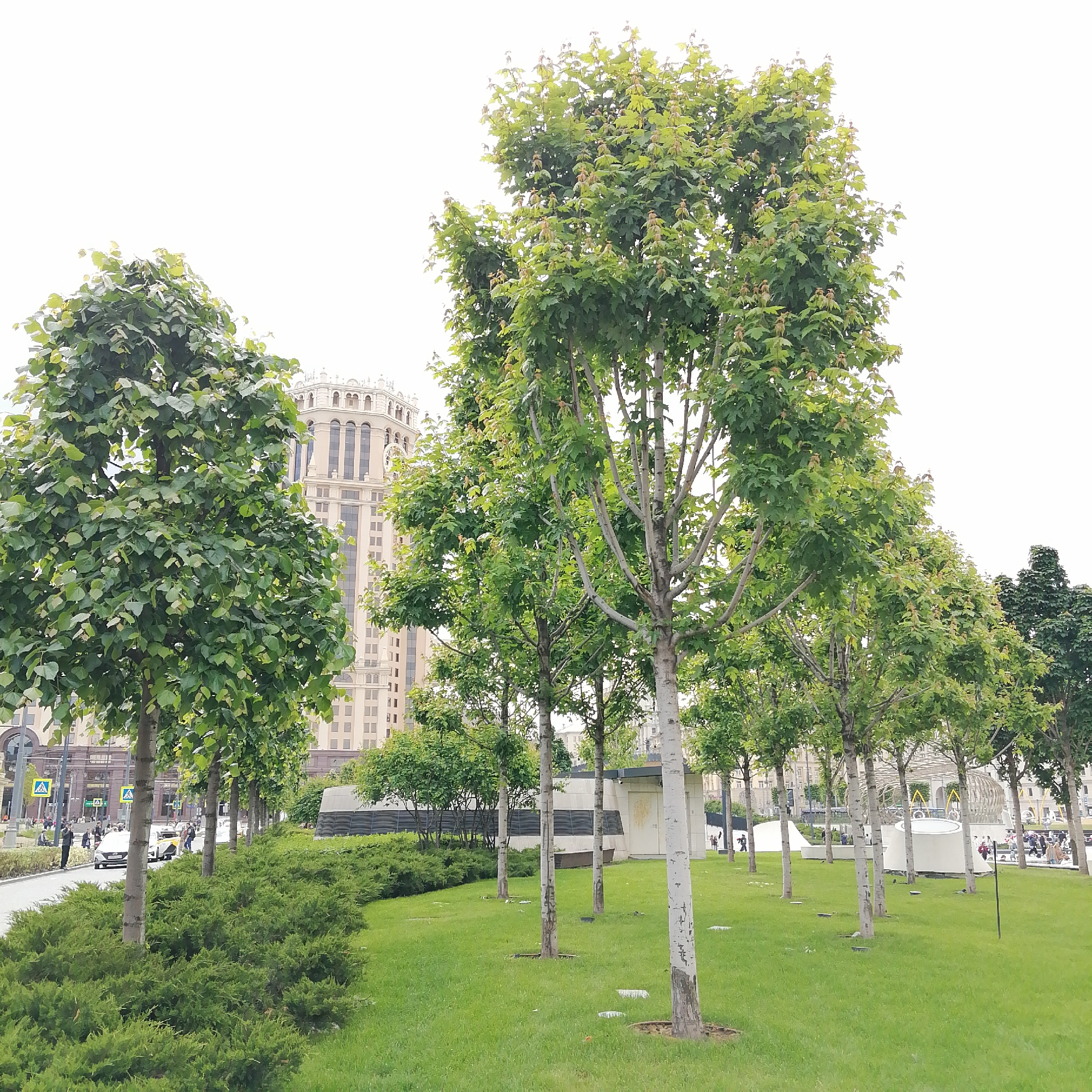 The image depicts a green space in Moscow, Russia, with mature trees and manicured shrubs. A tall, ornate building is visible in the background, suggesting an urban location. Pedestrians and vehicles can be seen in the distance, indicating activity near a road or sidewalk. The trees are evenly spaced, creating a park-like atmosphere on the lawn. The image appears to have been taken on a bright, slightly overcast day.