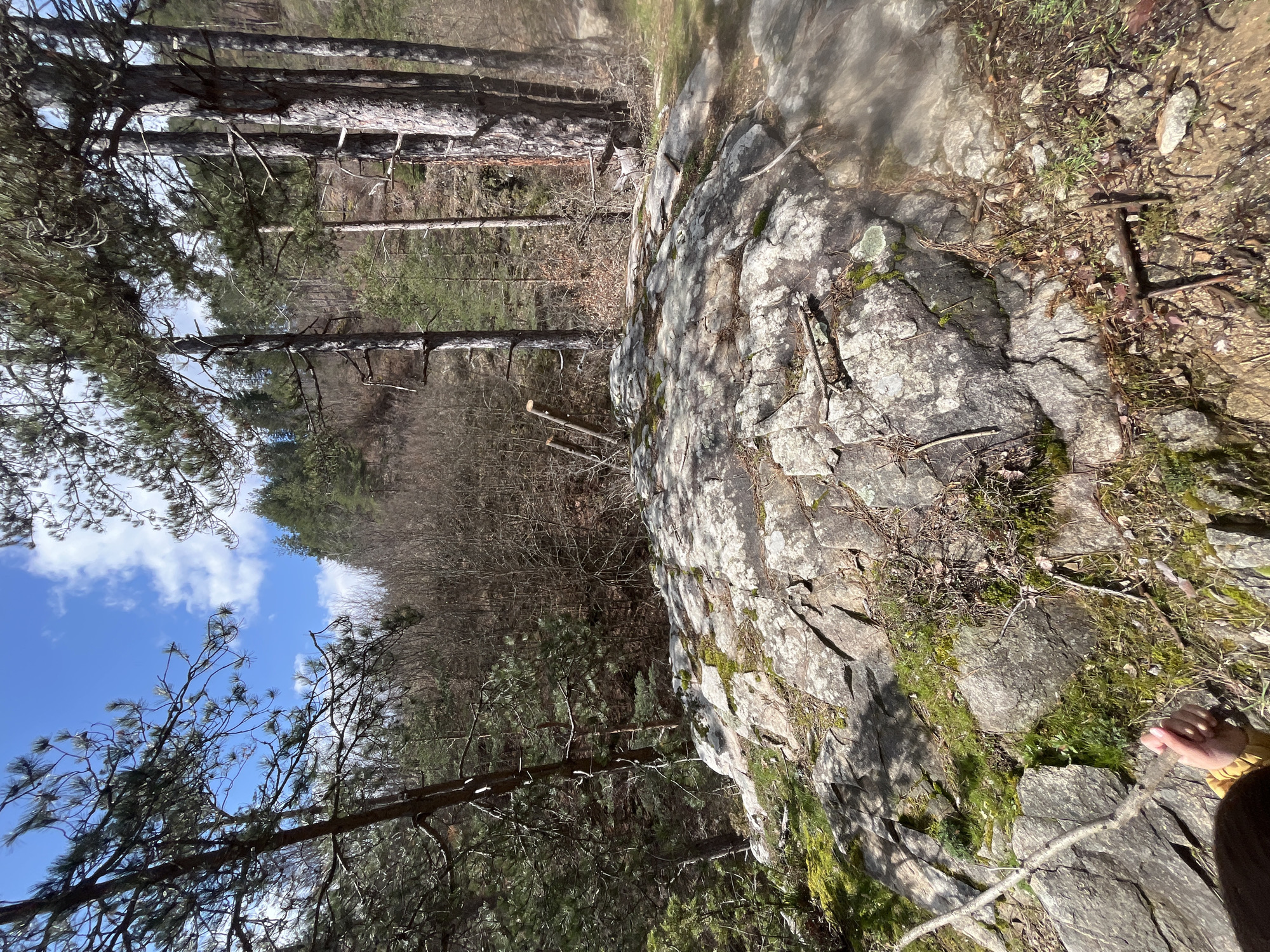 The image depicts a scene in a natural environment. A large rock formation dominates the foreground, covered with patches of moss and small vegetation. A hand, possibly holding a stick, is visible in the lower right corner of the image. The background reveals a forest with a mix of bare and evergreen trees, reaching towards a partly cloudy sky. Although the exact location cannot be determined solely from the image, the instruction specifies it is somewhere in the surroundings of Srednogortsi, Bulgaria. There are no visible people or other subjects of interest. The environment consists of natural elements such as rocks, trees and vegetation.
