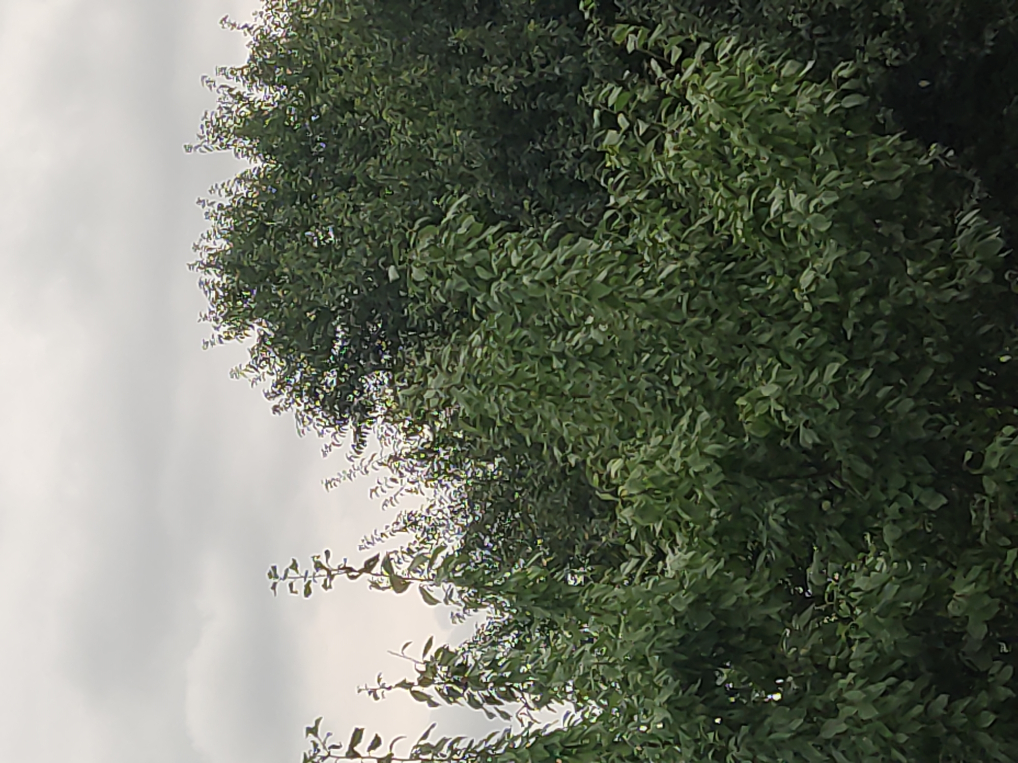 The image shows a close-up view of dense green foliage against a cloudy sky. The leaves appear lush and are of various shades of green. The overall impression is of a natural outdoor setting, possibly a park or garden area, with no discernible human presence or man-made structures. The sky is overcast with gray clouds, suggesting a potentially damp or cool day. There are no visible signs of the specific location within Kurchaloy, Russia, beyond it being an area with abundant vegetation. The scene is static and focuses solely on the natural elements of trees and sky.