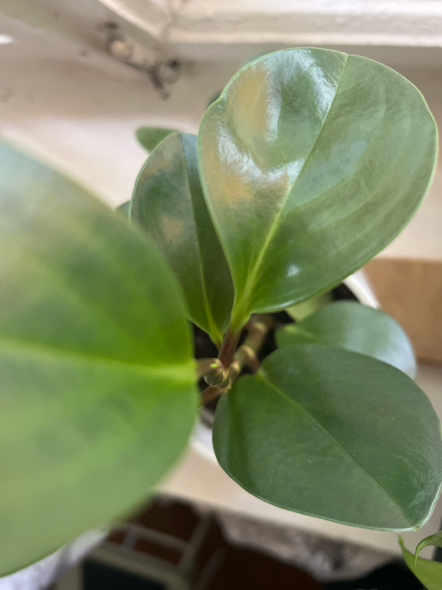 A close-up, overhead shot shows a potted Peperomia obtusifolia plant with glossy, ovate green leaves. The leaves are smooth with a slight waxy sheen and appear healthy. The plant is in a white pot, which is mostly out of frame. The background is blurred and appears to be an indoor setting with light-colored walls and possibly a window. The overall lighting is bright, suggesting it is daytime and the plant is near a light source. There are no people or animals visible in the image. The exact location within the city is unknown.